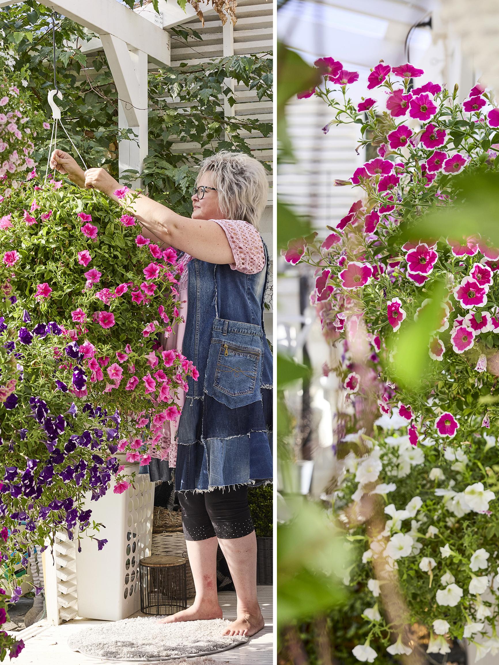 Kukkakuiskaajan uskomattomat amppelit! Näin Maarit kasvattaa kesäkukka-amppelinsa tuuheiksi palloiksi
