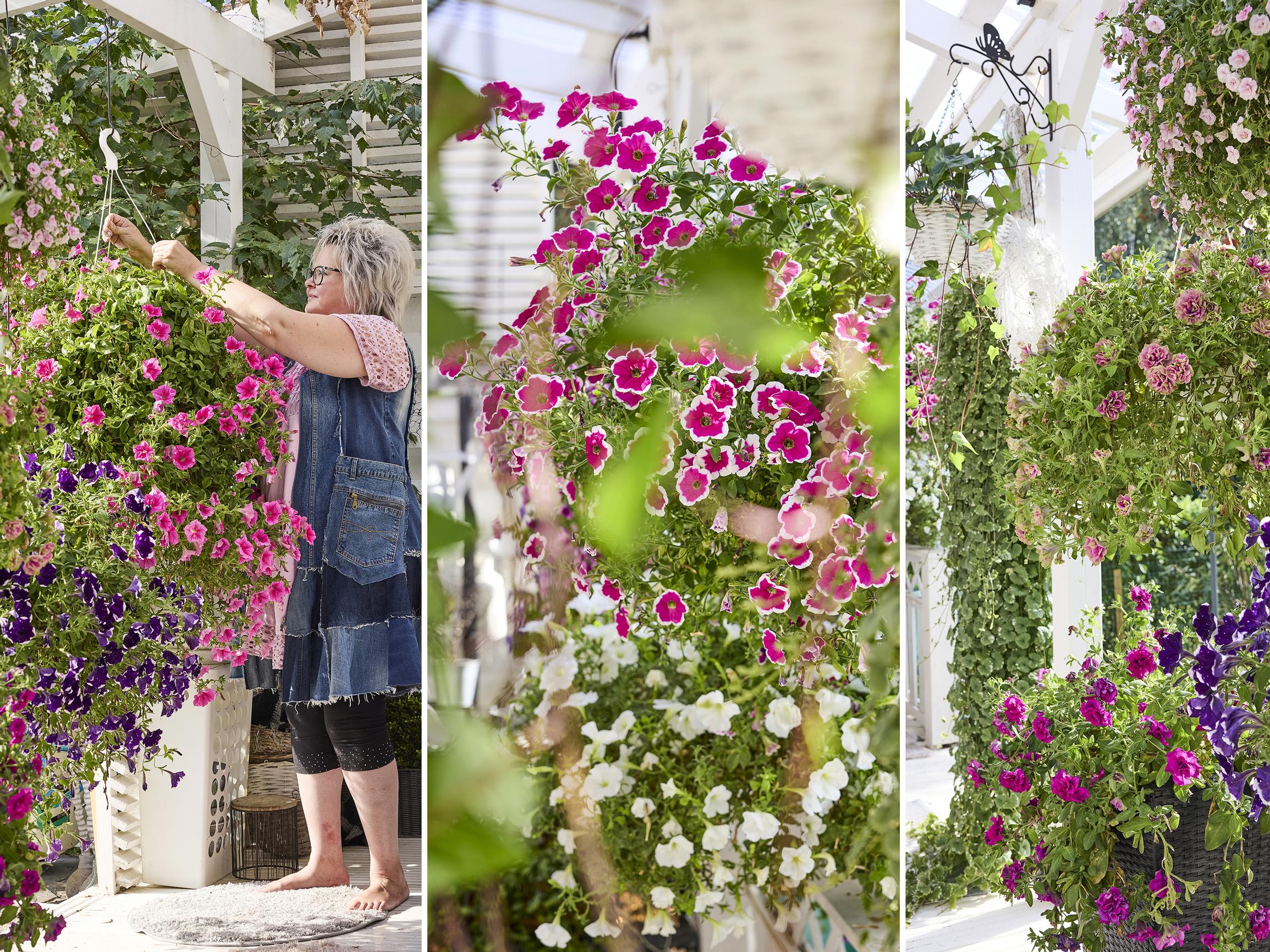 Kukkakuiskaajan uskomattomat amppelit! Näin Maarit kasvattaa kesäkukka-amppelinsa tuuheiksi palloiksi