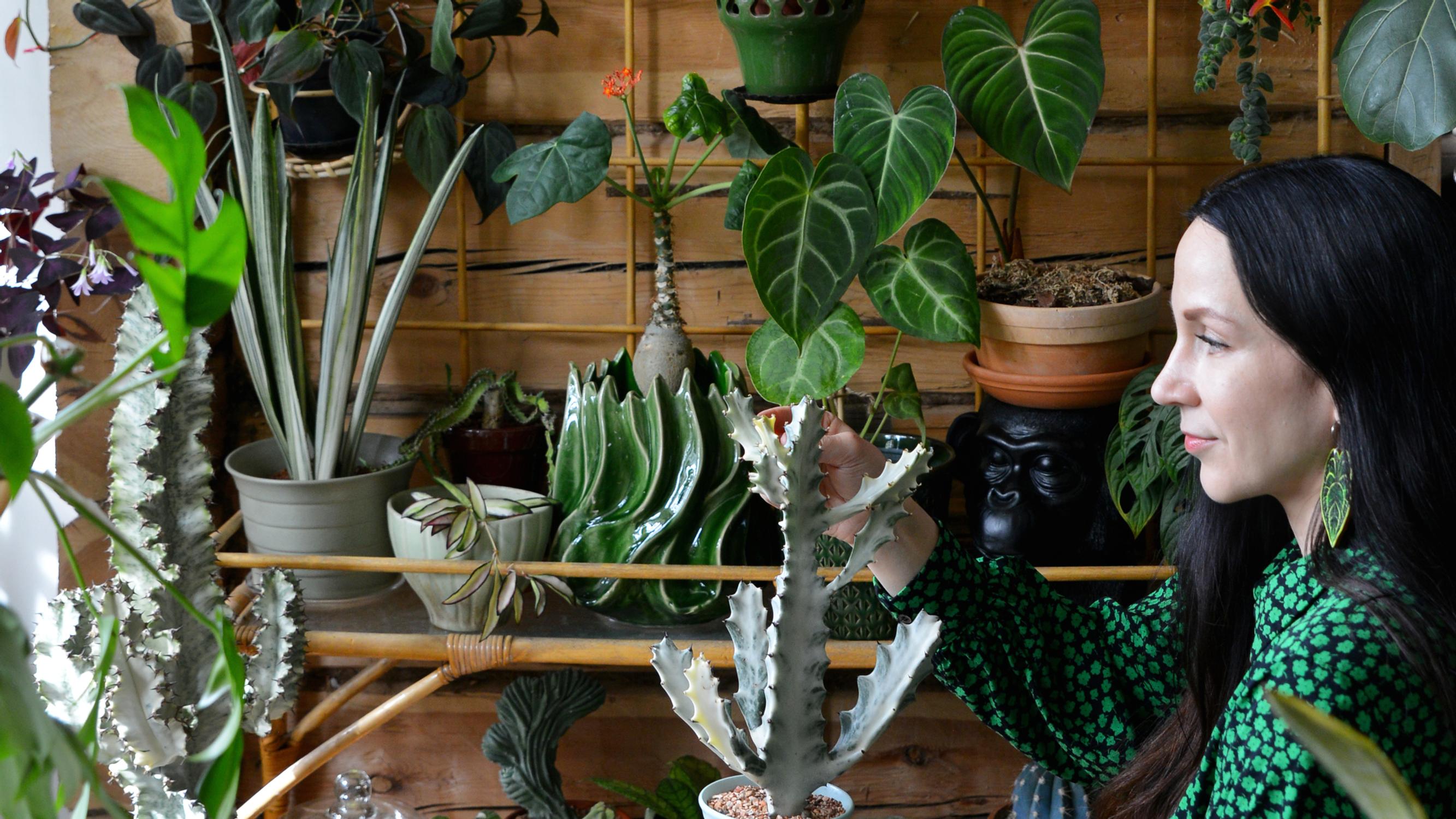 Ronjan koti on yli 350 kasvikummajaisen viidakko, jossa kasvit kukitetaan bokashinesteellä ja kilpikirvat häädetään viinalla