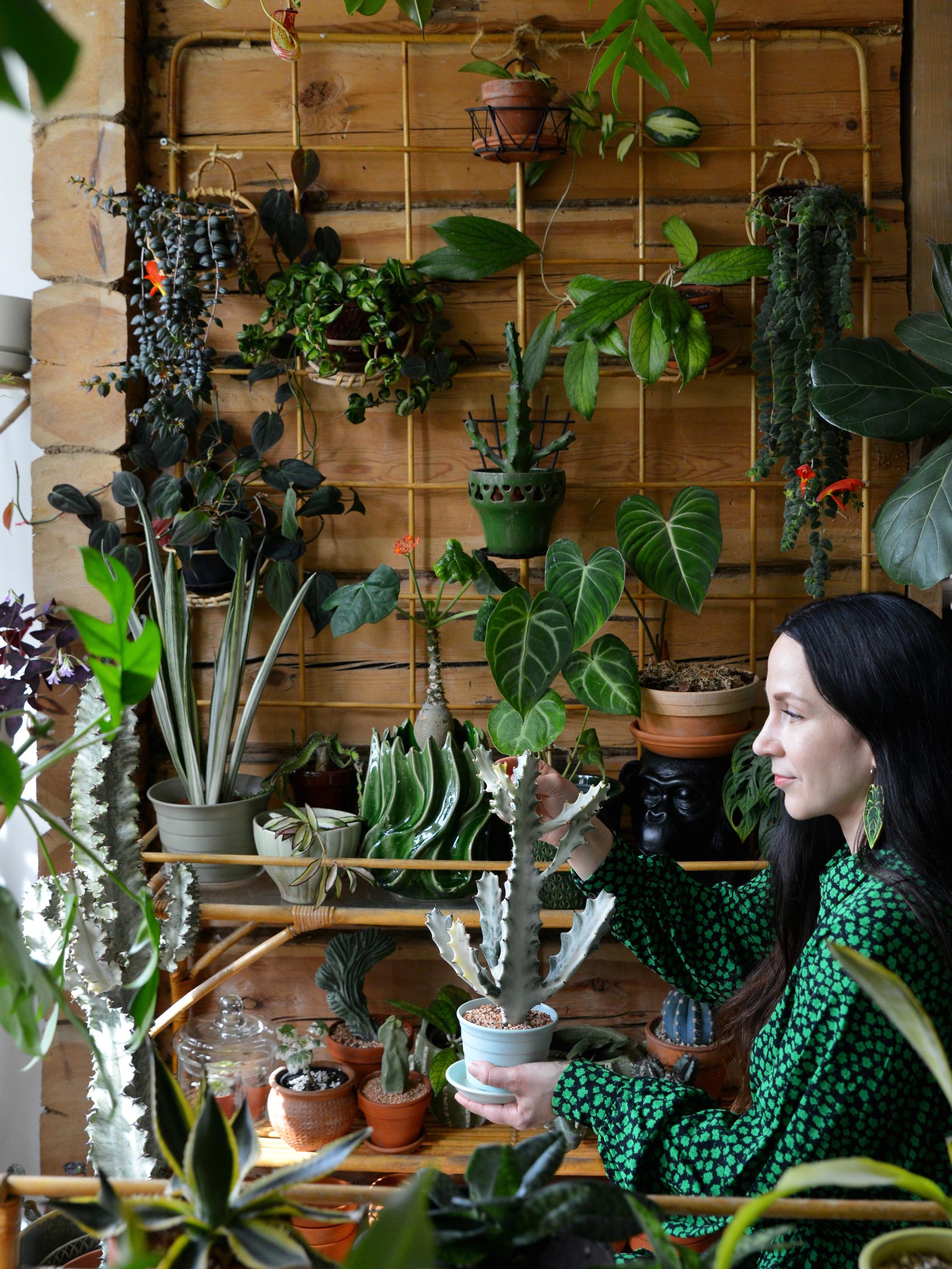 Ronjan koti on yli 350 kasvikummajaisen viidakko, jossa kasvit kukitetaan bokashinesteellä ja kilpikirvat häädetään viinalla