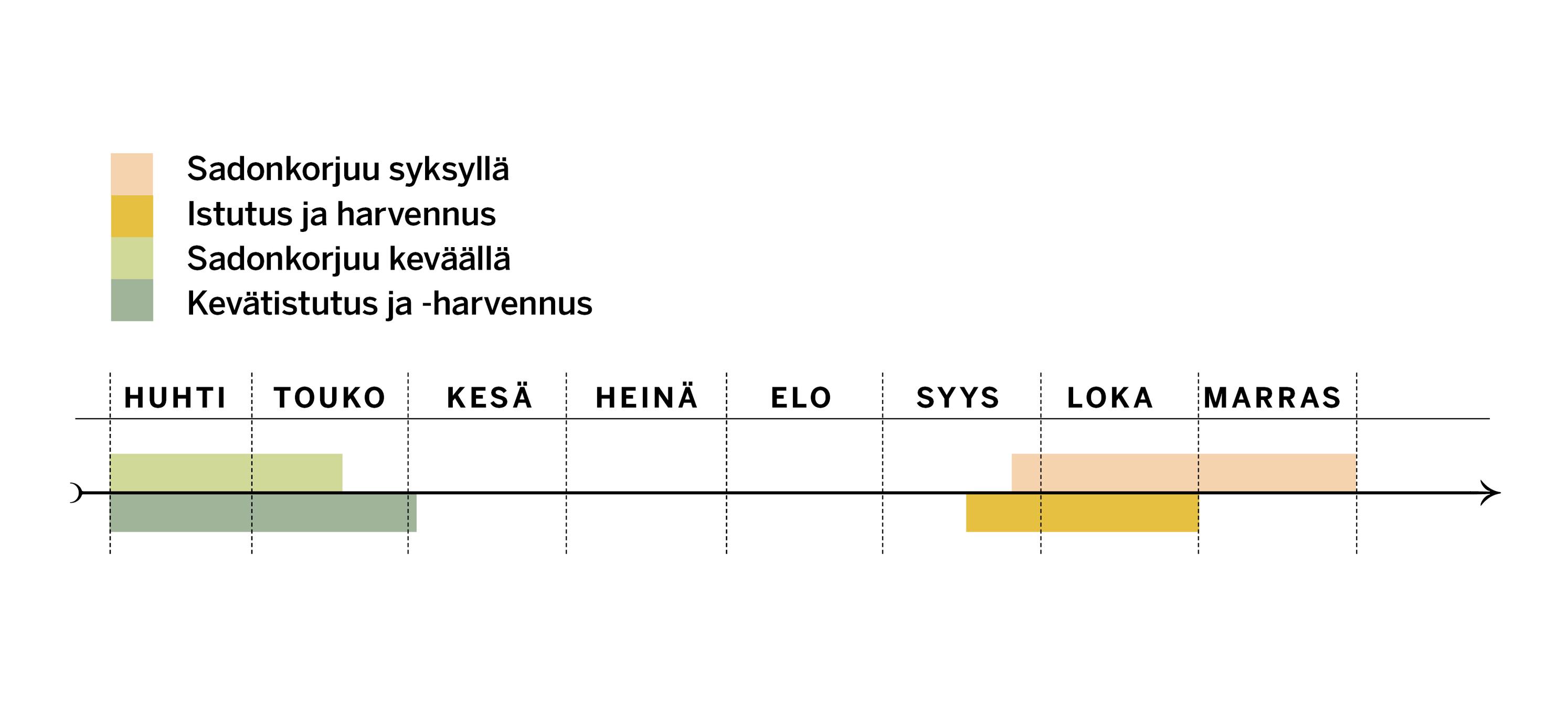 Maa-artisokan istutus- ja sadonkorjuuajat