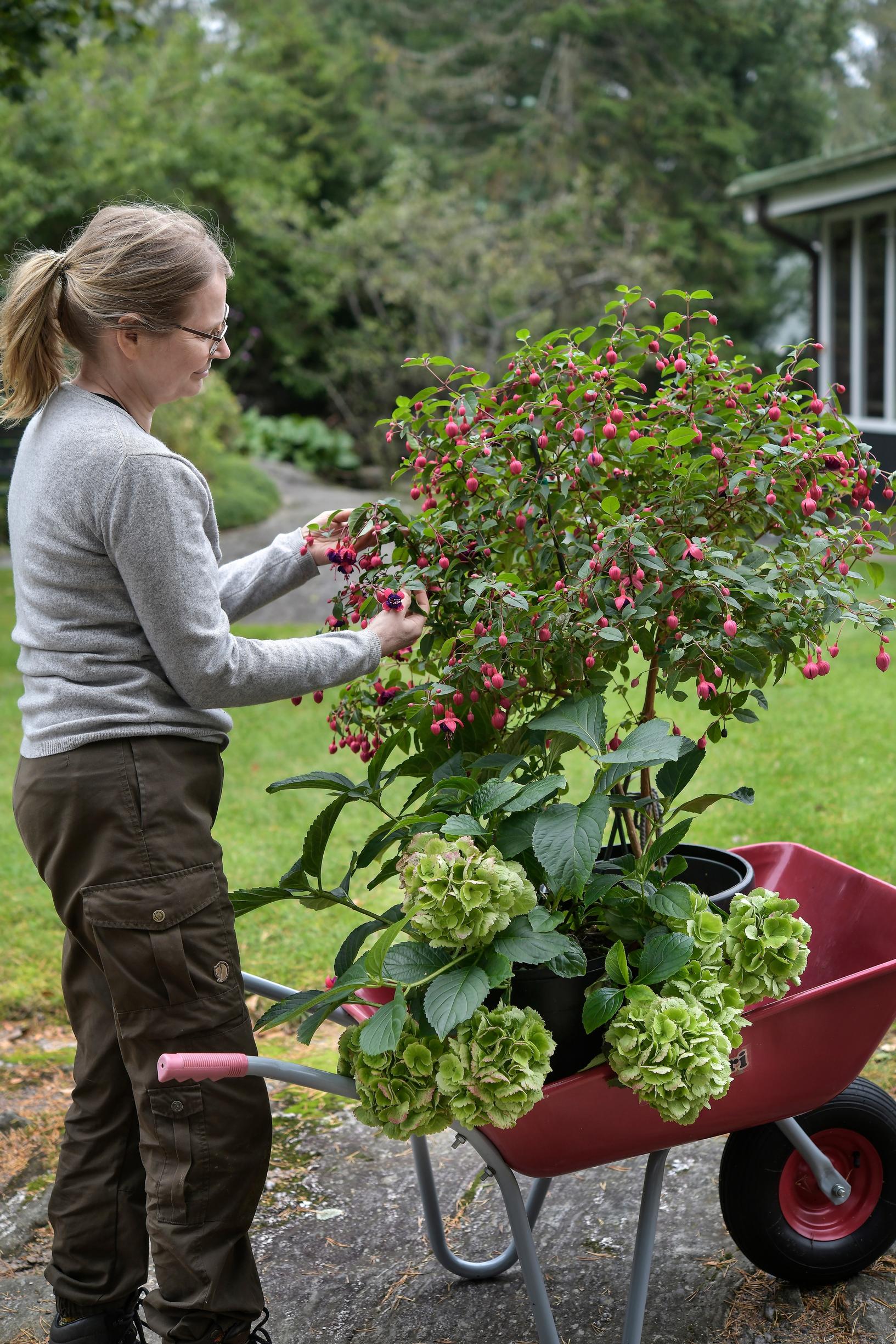 Kesäkukkien talvetus: Verenpisara ja jalohortensia sopivat talvetettaviksi viileässä paikassa.