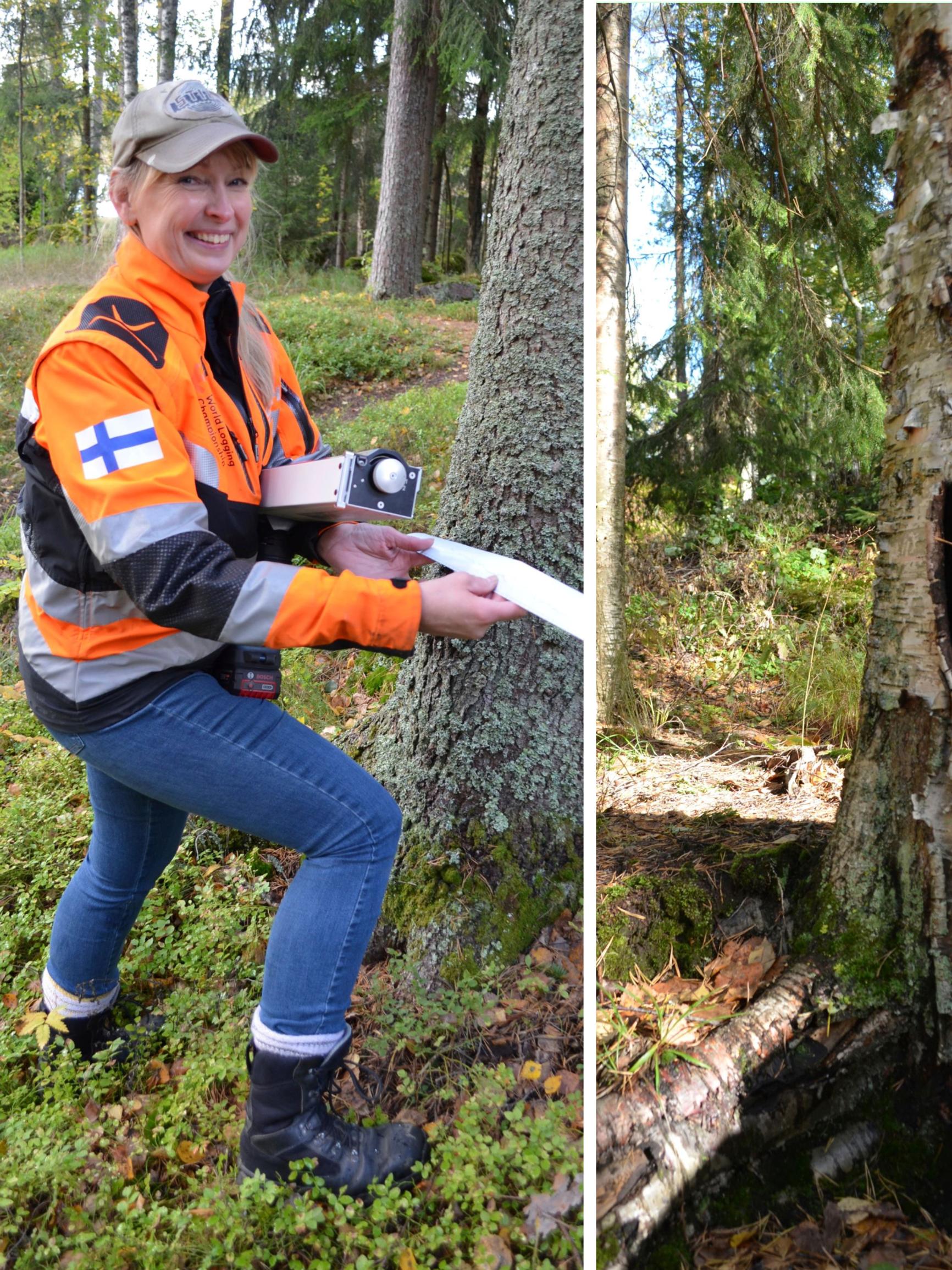 Voiko pihakoivu kaatua mökin katolle? Näin arboristi tunnistaa puista vaaran merkit