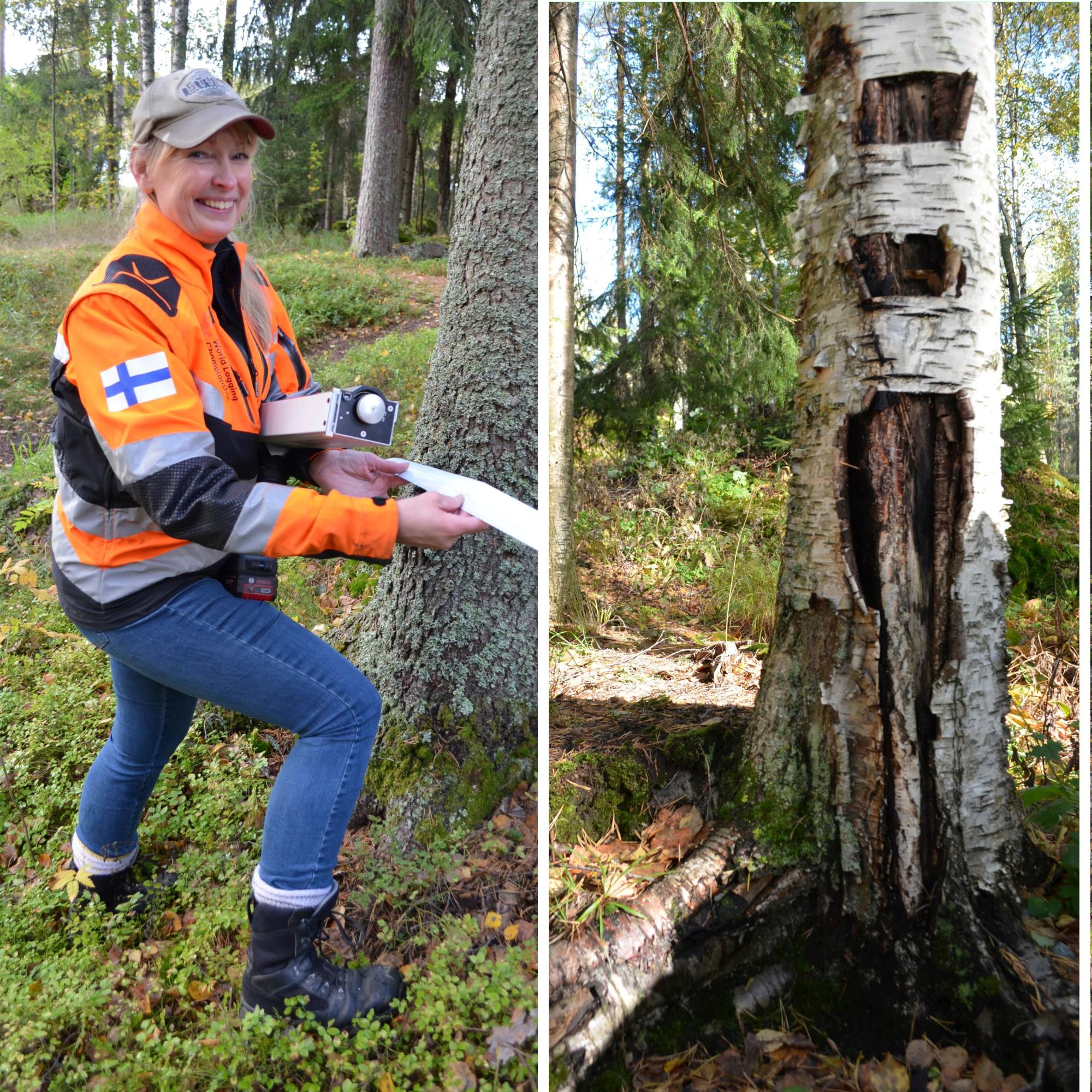 Voiko pihakoivu kaatua mökin katolle? Näin arboristi tunnistaa puista vaaran merkit