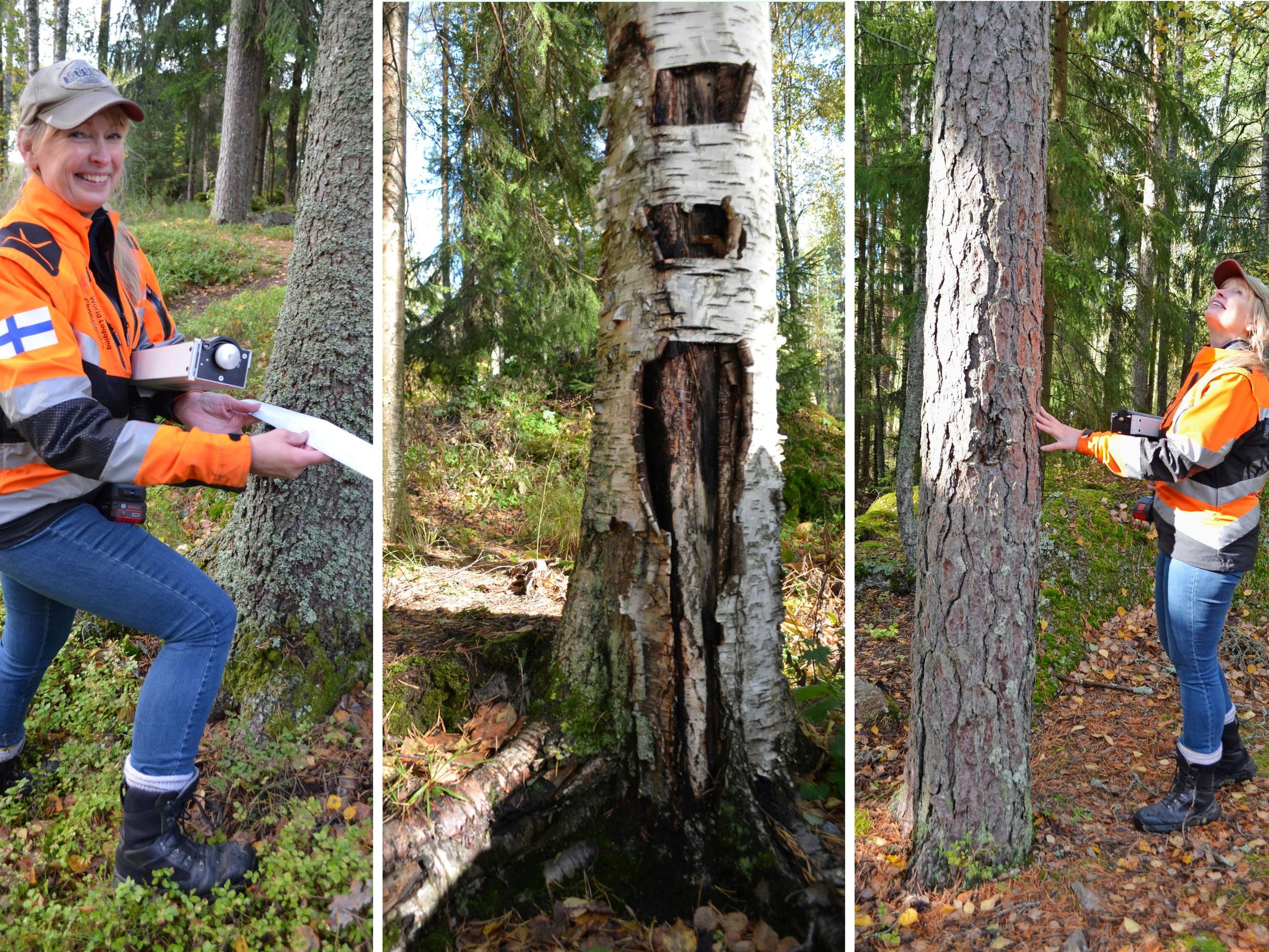 Voiko pihakoivu kaatua mökin katolle? Näin arboristi tunnistaa puista vaaran merkit