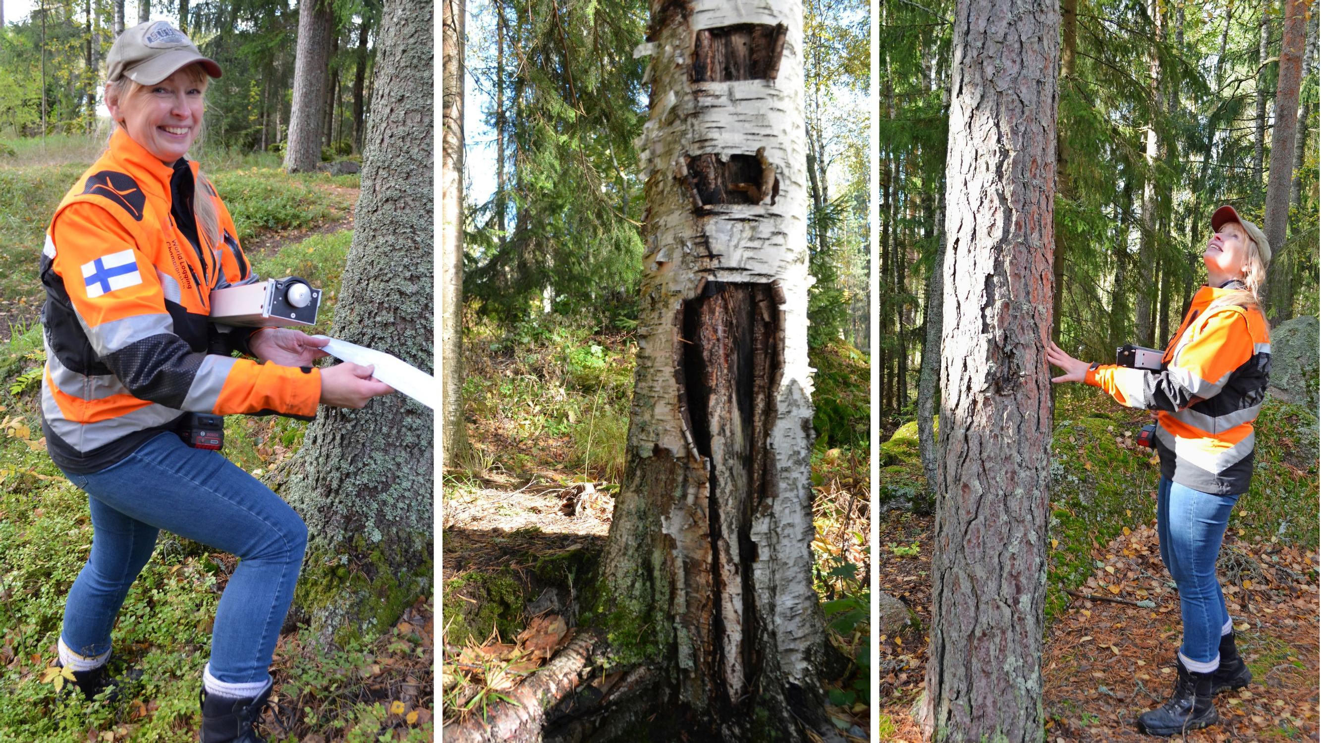 Voiko pihakoivu kaatua mökin katolle? Näin arboristi tunnistaa puista vaaran merkit