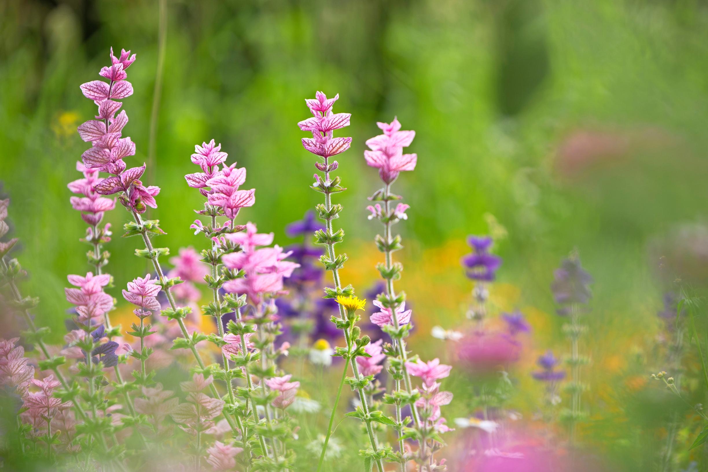 Kirjosalvia.