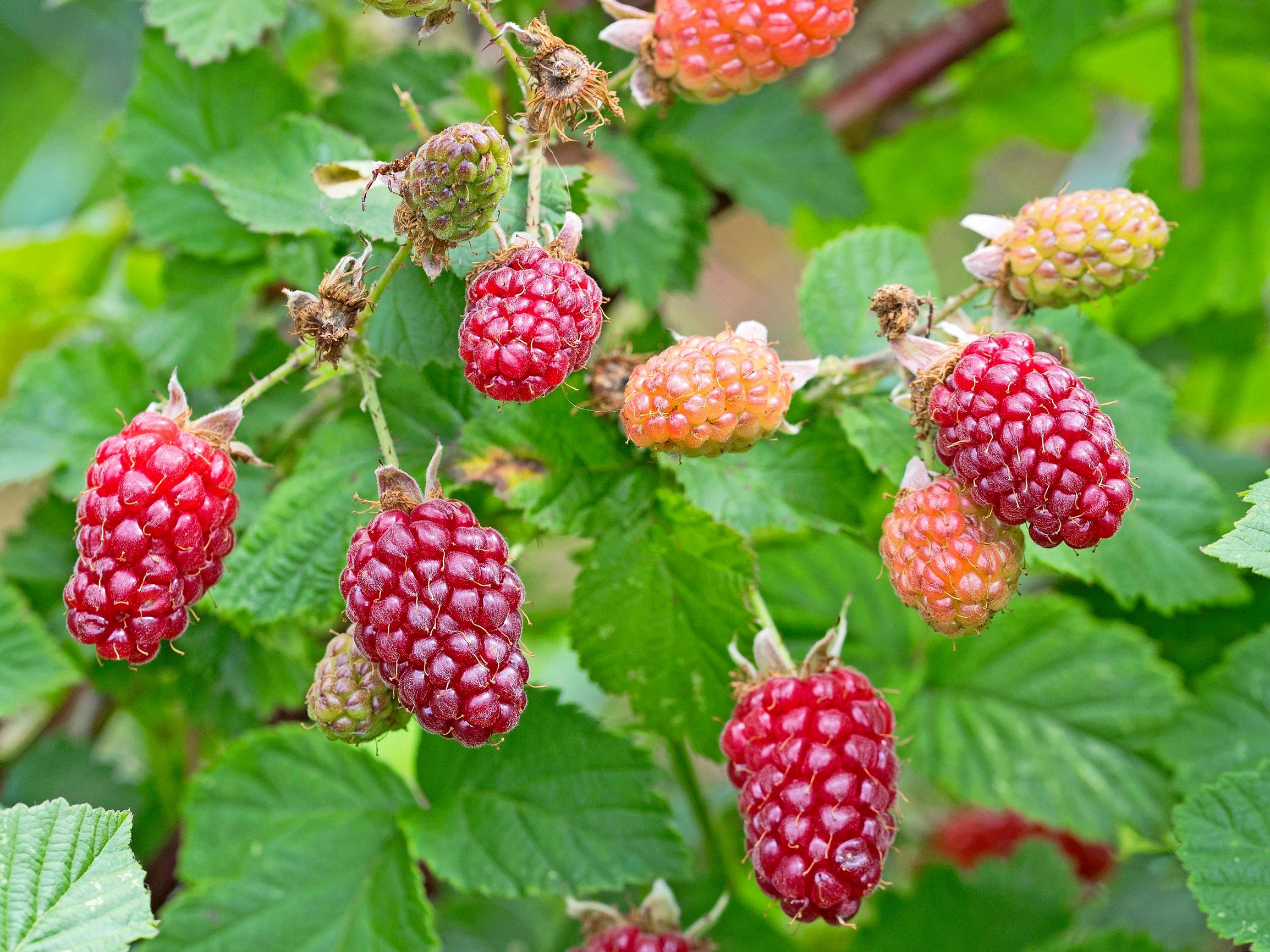 ’Tayberry’-teivatukka eli teivadelma
