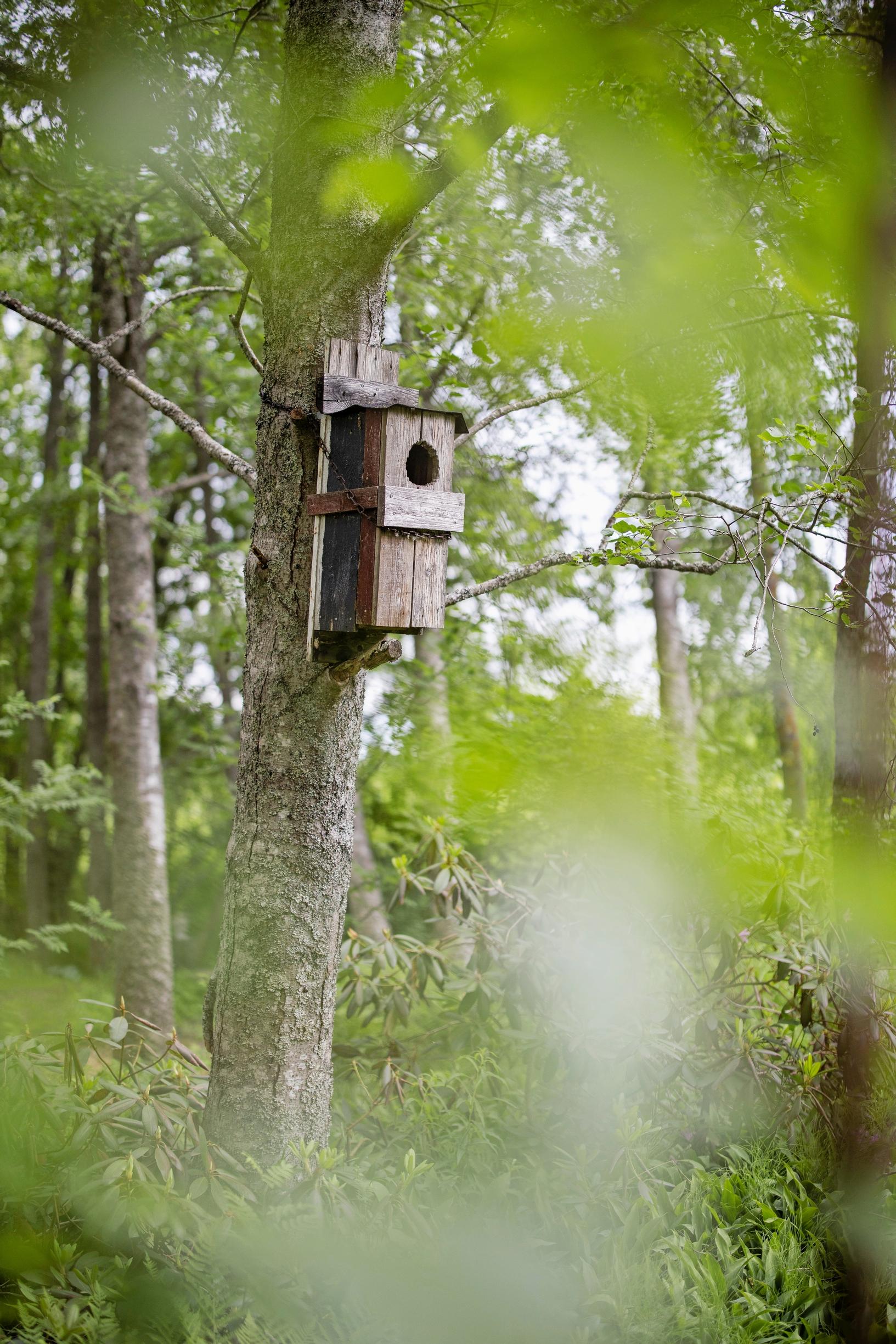 luonnonmukainen puutarha