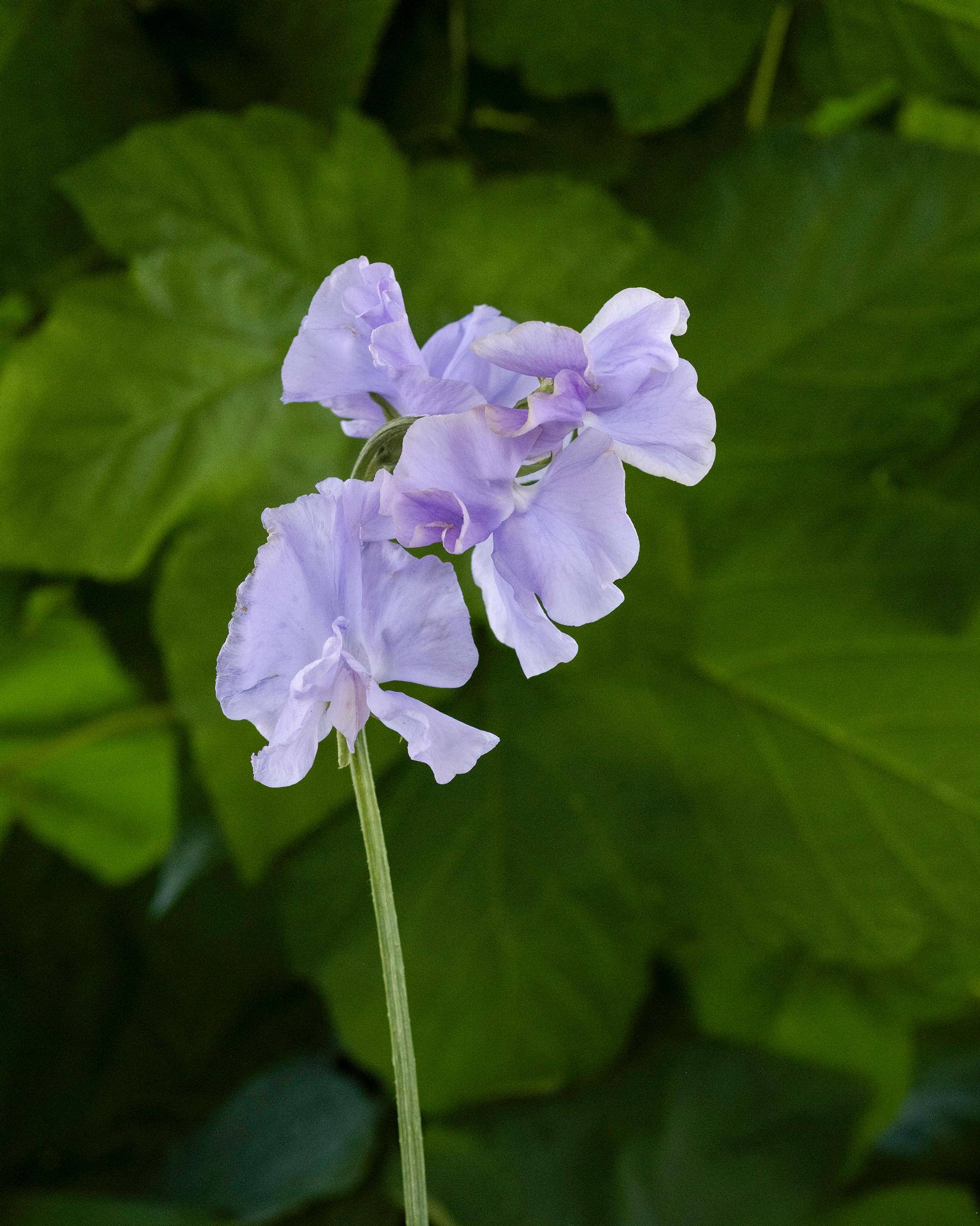 Tuoksuherne 'Charlie’s Angel'.