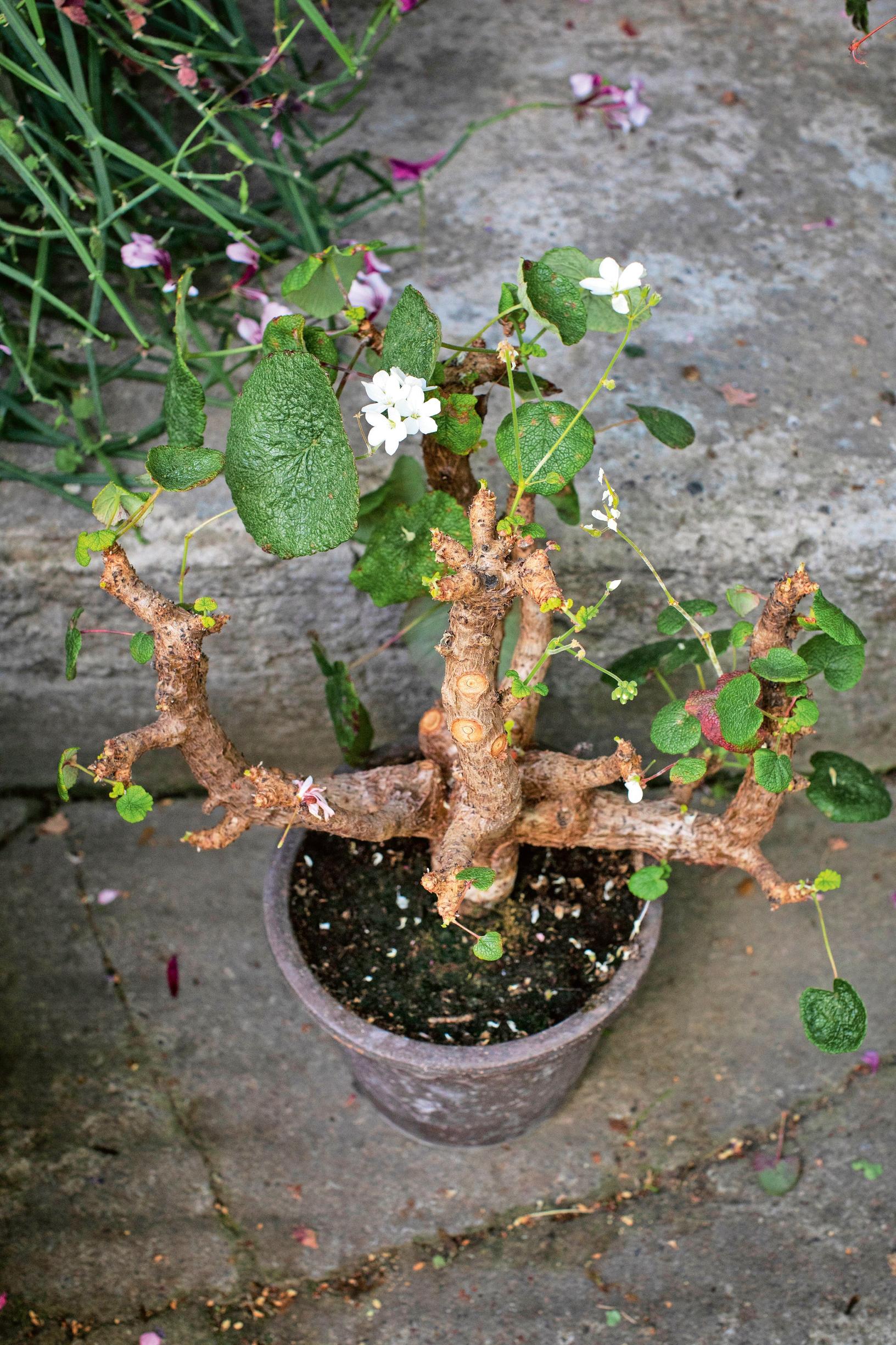 Pelargonin talvetus