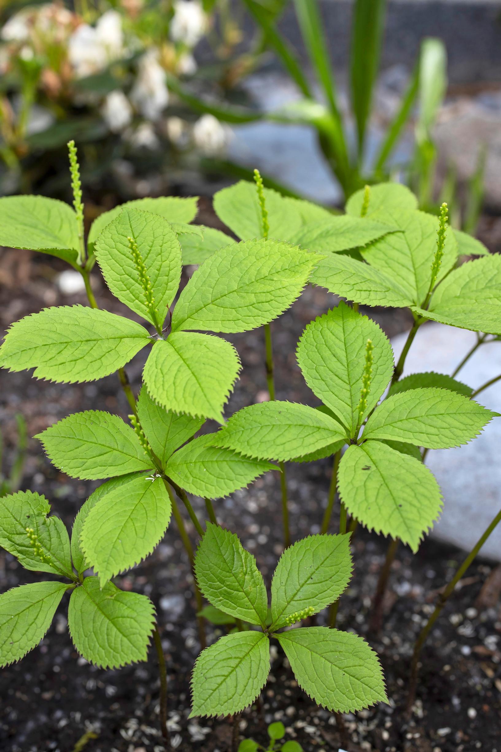 Nelirosolehti (Chloranthus japonicus) on vanha perennalöytö varjoiseen paikkaan.