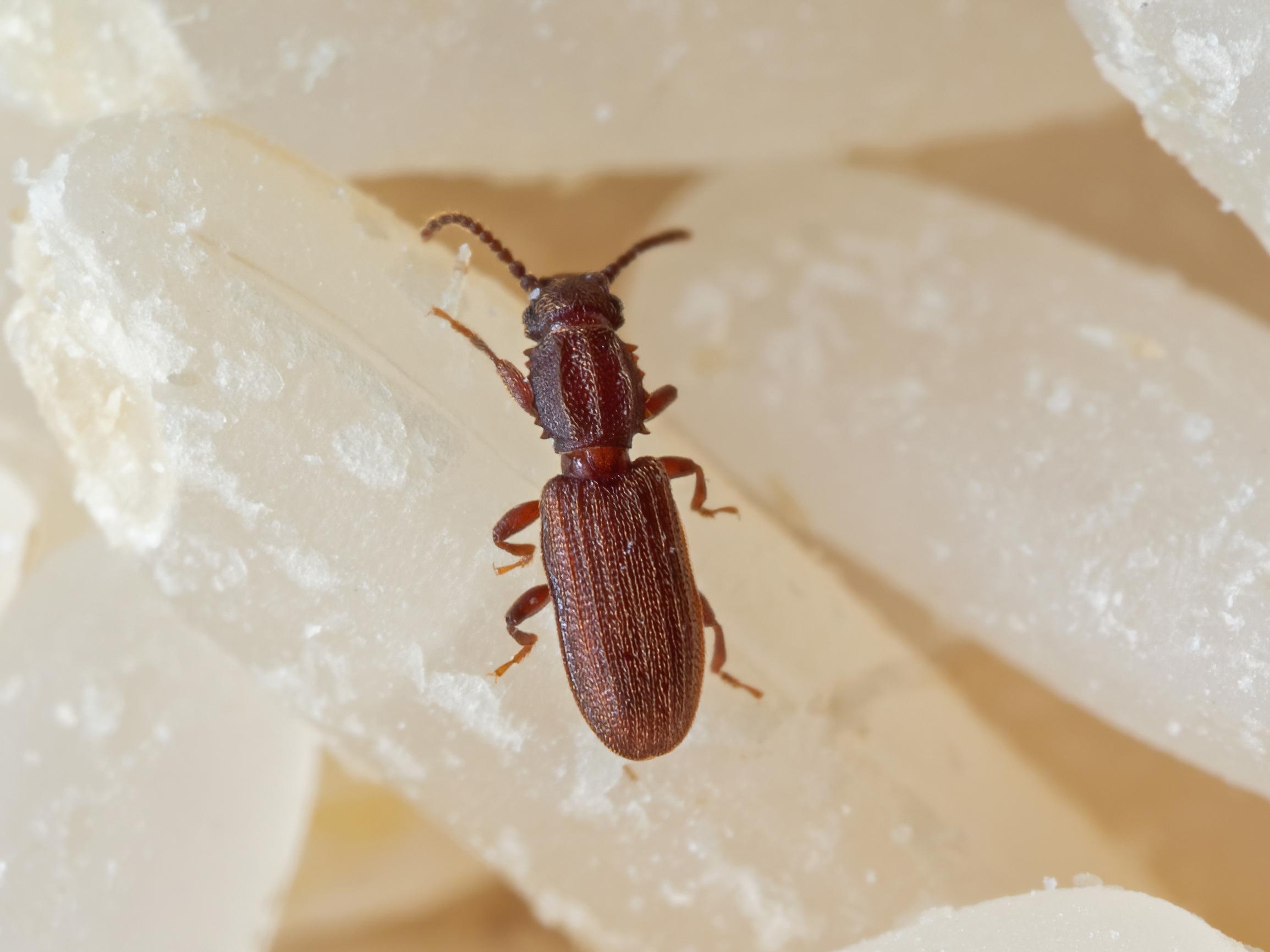 Riisihärö riesana? Näin pääset eroon keittiökaapeissa viihtyvästä tuholaisesta