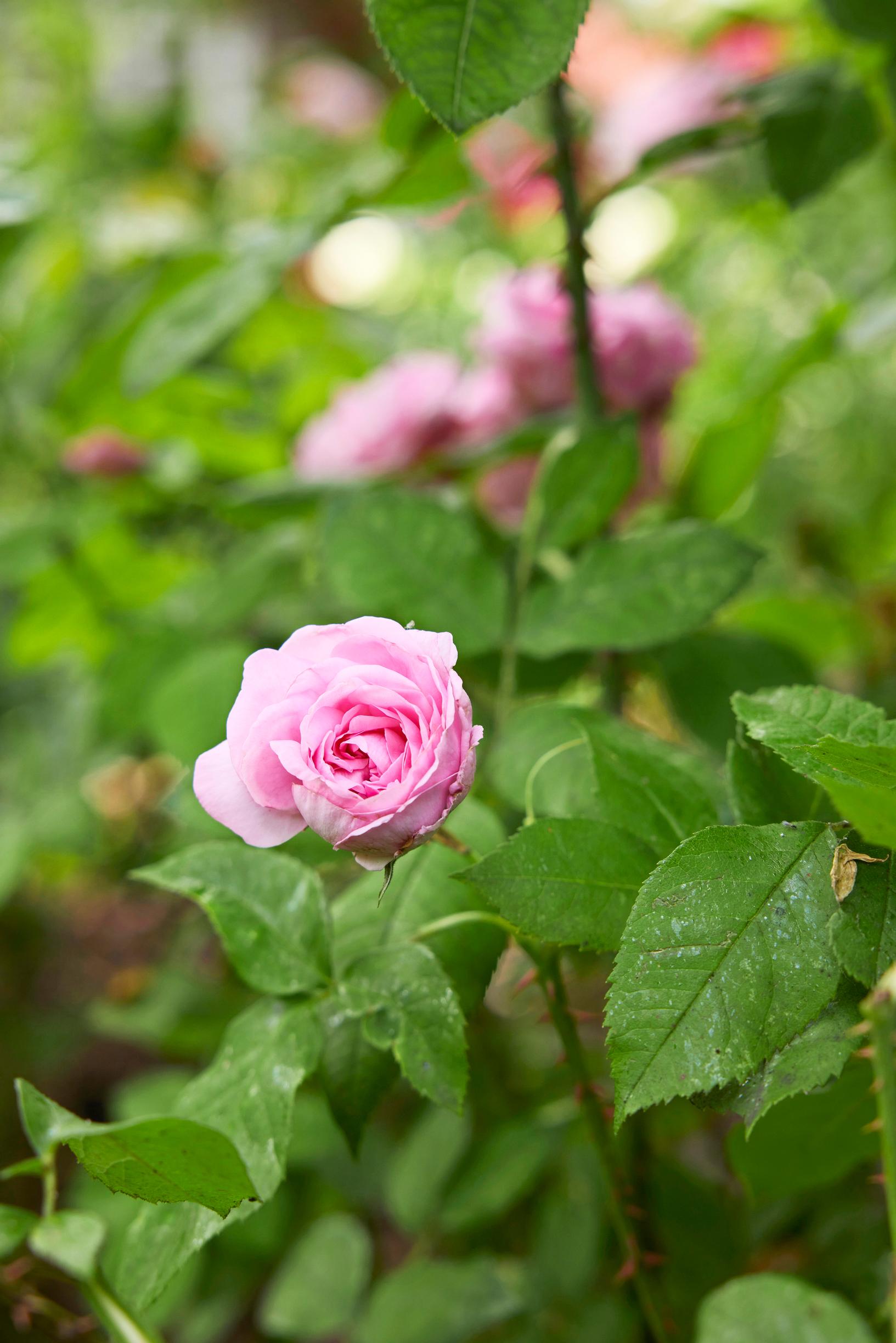 Kerrannainen Austin-ruusu ’Gertrude Jekyll’ tuoksuu voimakkaasti.