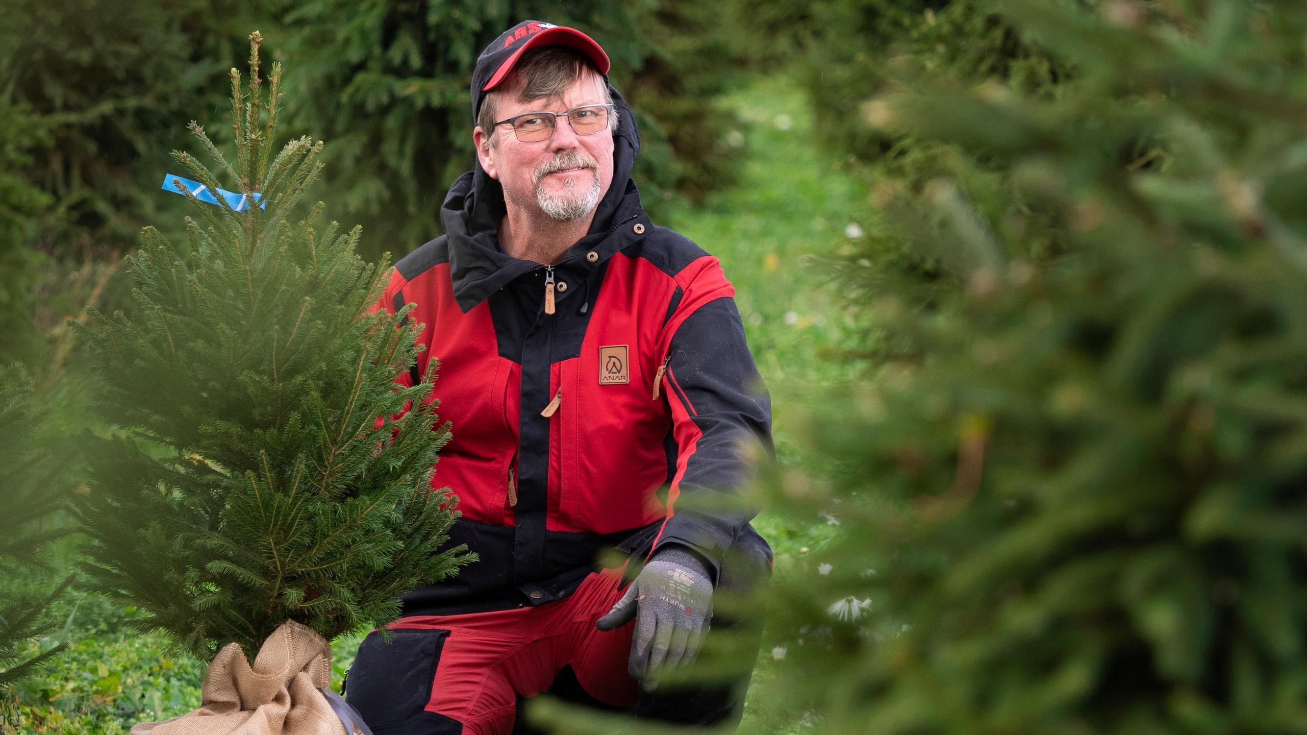 Joulupuiden kasvattaja Heikki Puputti: Uusin juttu on ruukkukuusi, jonka voi istuttaa joulun jälkeen maahan