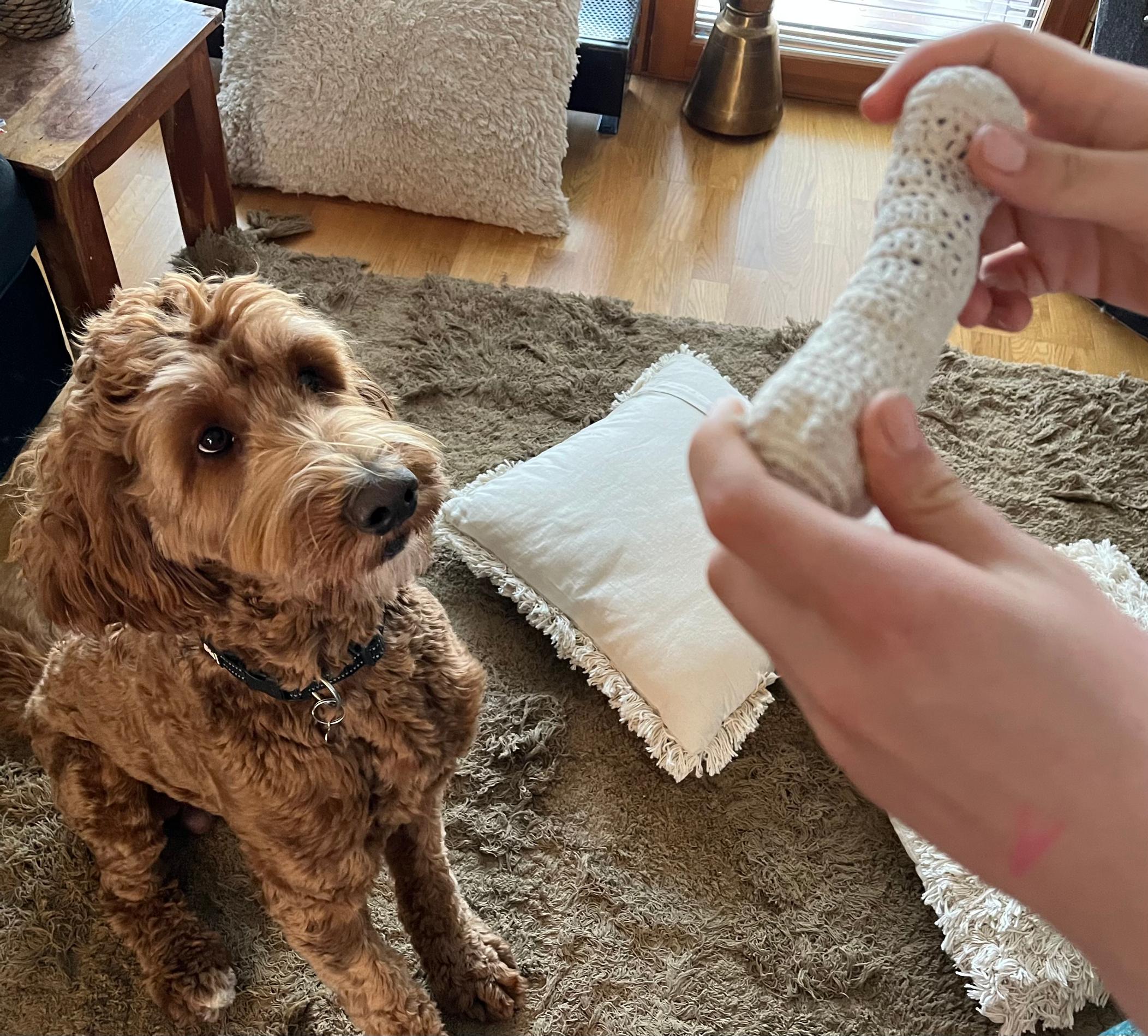 Australianlabradoodle Aku ja virkattu koiranlelu