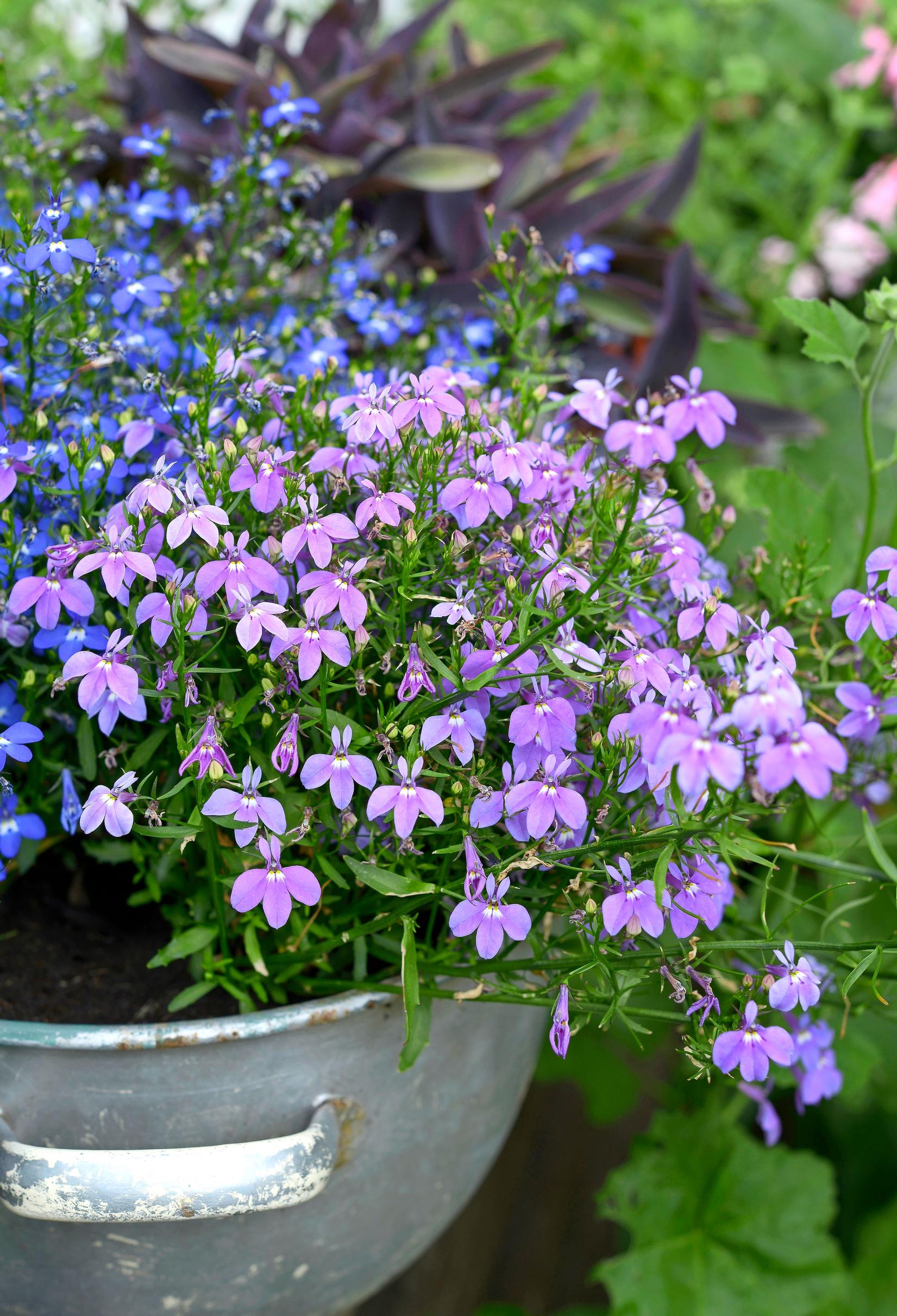 Lobelia