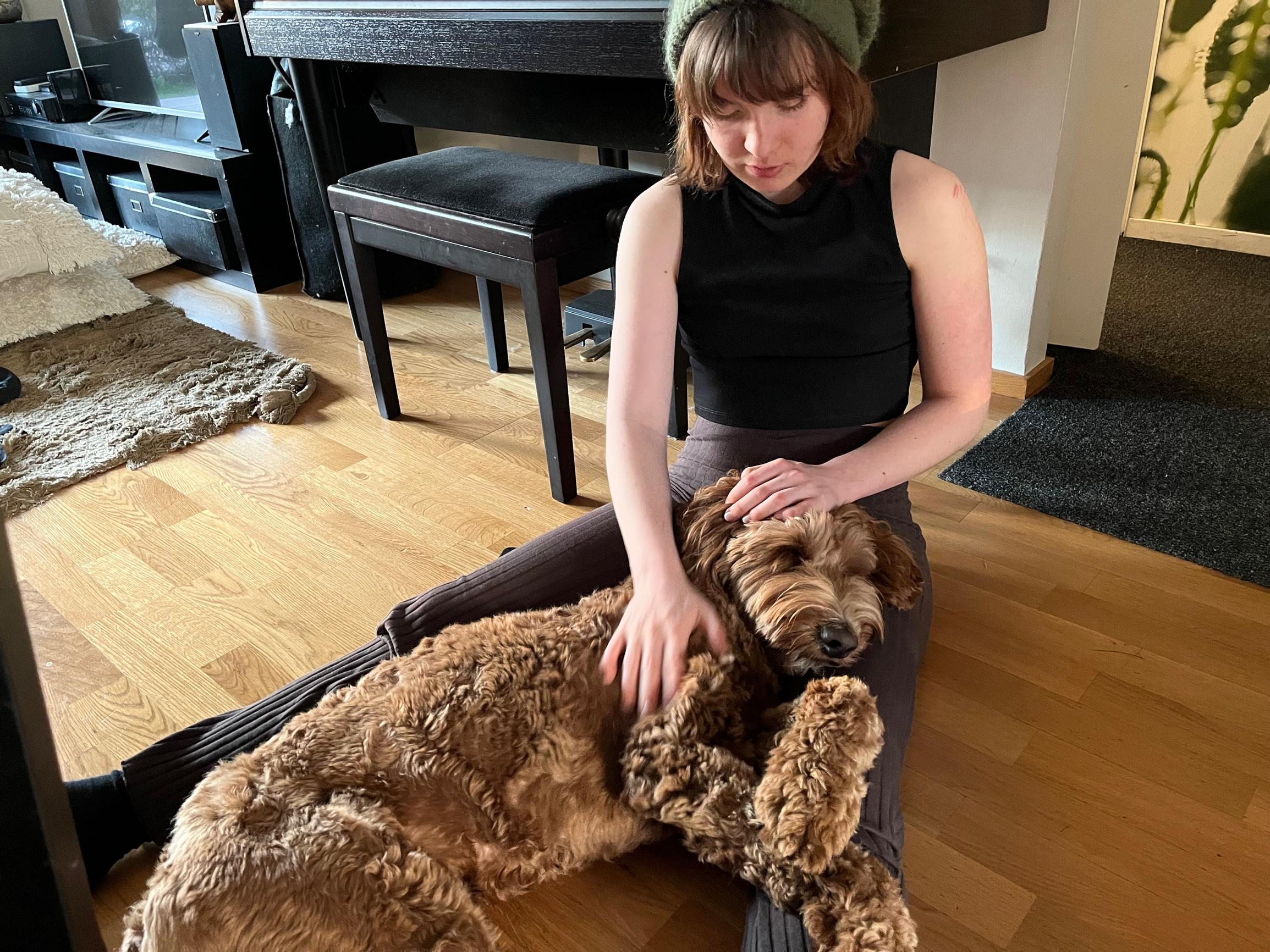Australianlabradoodle Aku