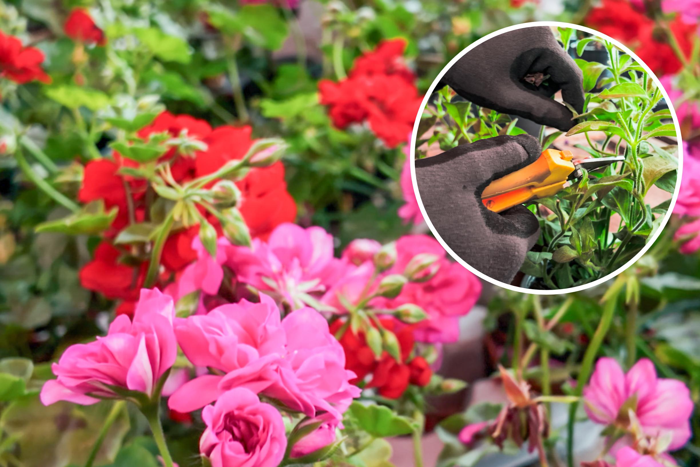 Miten kesäkukat nypitään oikein? Nappaa puutarhurin ohjeet, joilla pidät kesäkukat kauniina pitkään