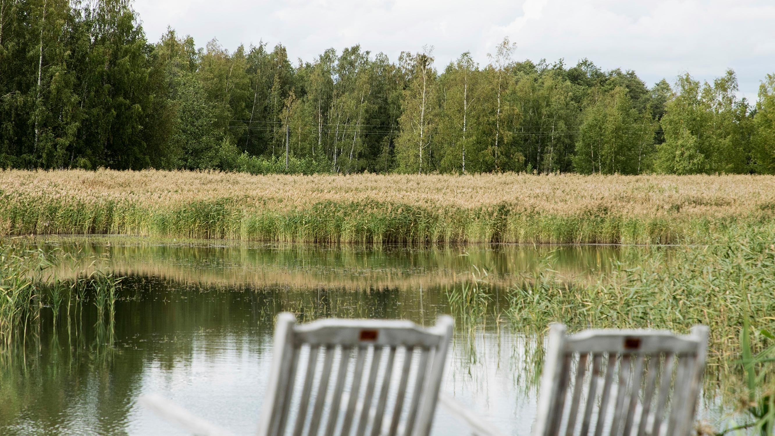 Järviruoko pois rannasta! Ammattilainen ohjeistaa, kuinka pääset kasvustosta eroon