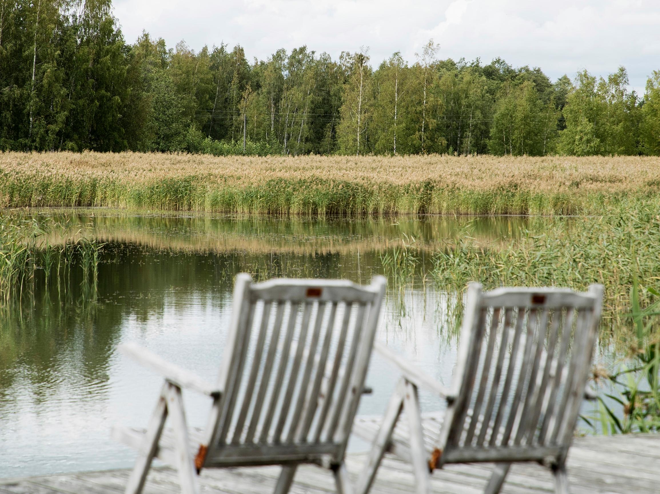 Järviruoko pois rannasta! Ammattilainen ohjeistaa, kuinka pääset kasvustosta eroon
