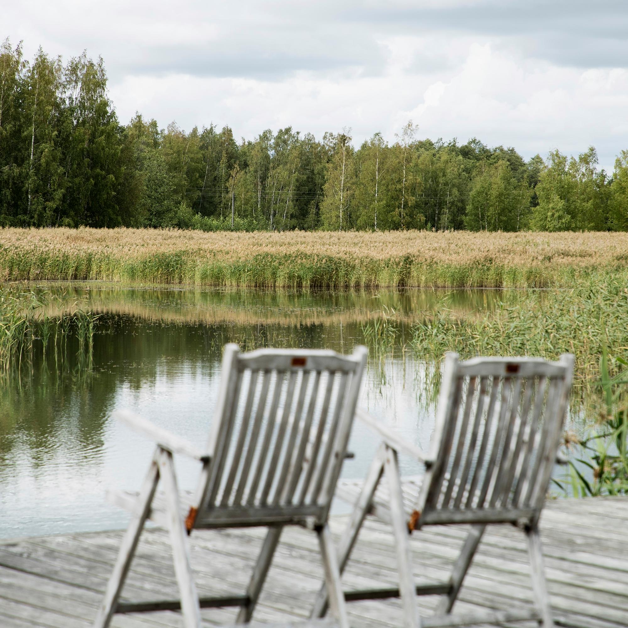 Järviruoko pois rannasta! Ammattilainen ohjeistaa, kuinka pääset kasvustosta eroon