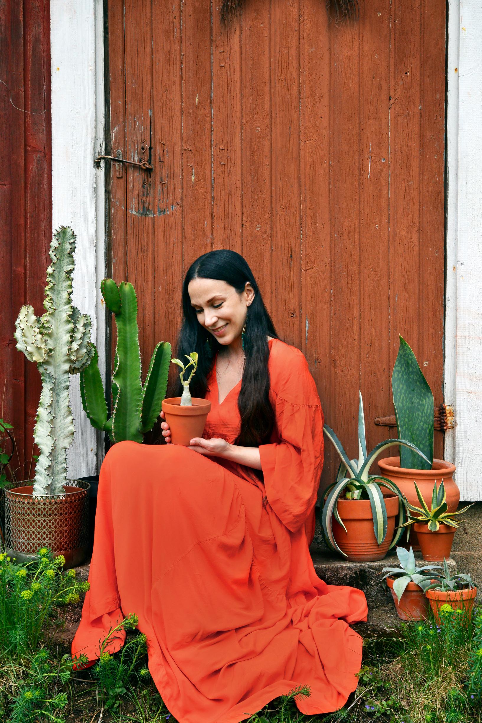 Ronja Honko viherkasvi Adenium obesum variegata