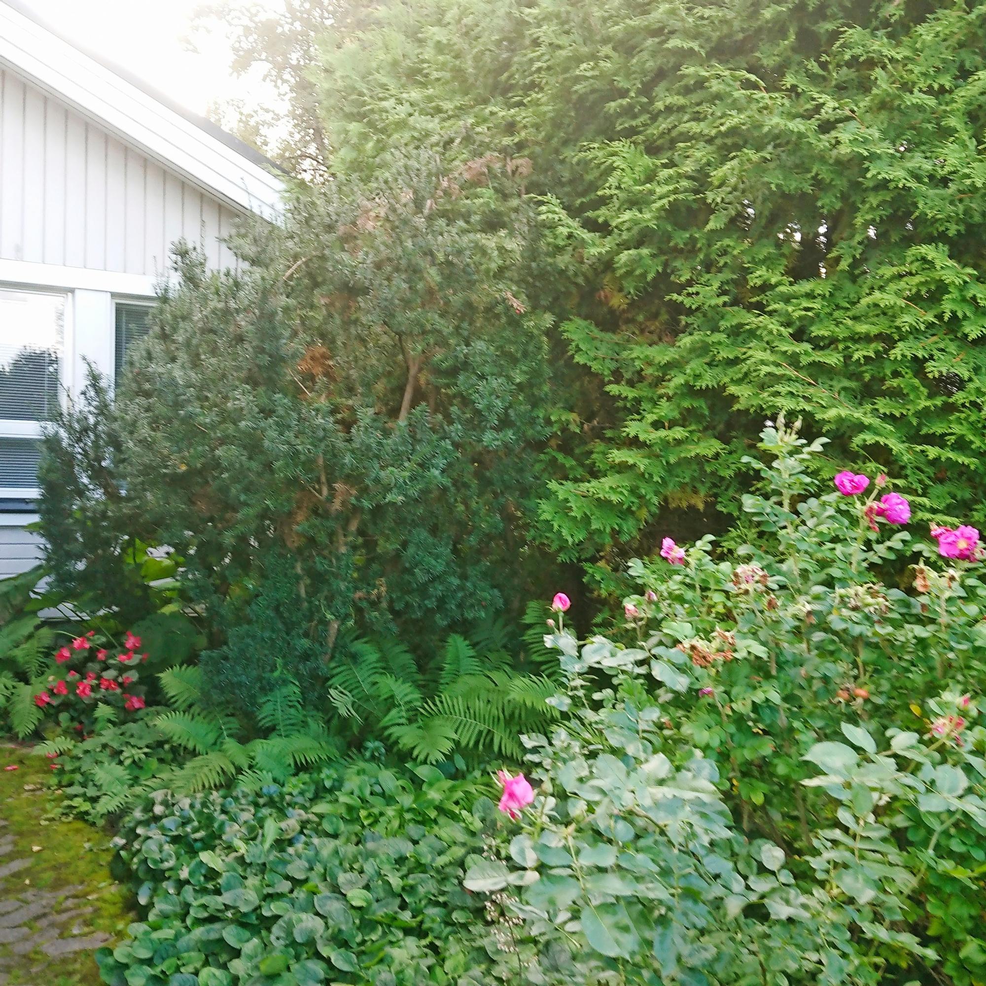 Tuija kasvoi ylisuureksi – mitä tehdä? Puunhoitajan vinkit ison tuijan ja marjakuusen leikkaukseen