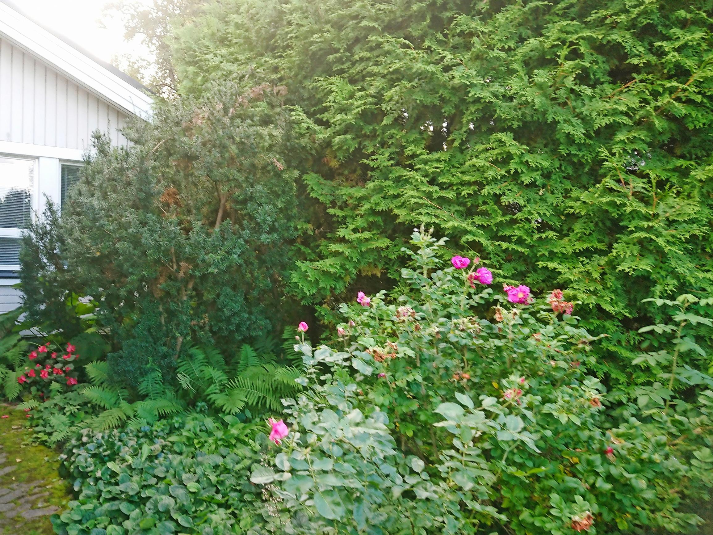 Tuija kasvoi ylisuureksi – mitä tehdä? Puunhoitajan vinkit ison tuijan ja marjakuusen leikkaukseen