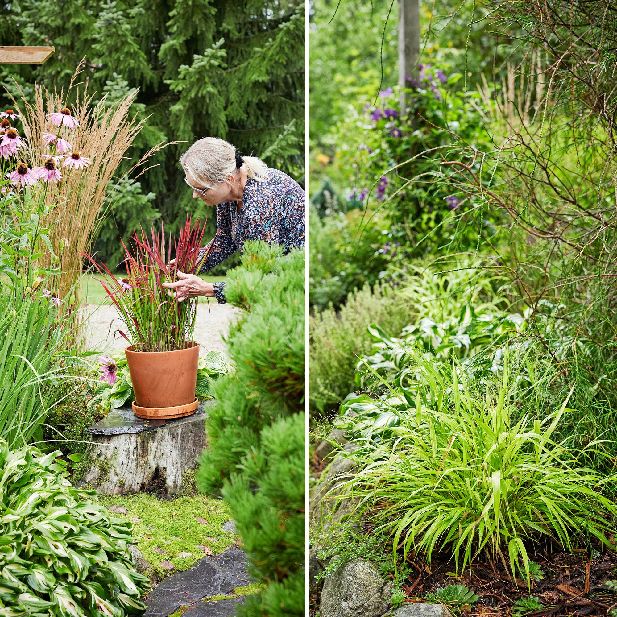 Koristeheiniin hurahtanut Salla vinkkaa kauneimmat heinät ruukkuun ja perennapenkkiin: ”Upeimmillaan syksyllä parin metrin korkuisine kukintoineen”