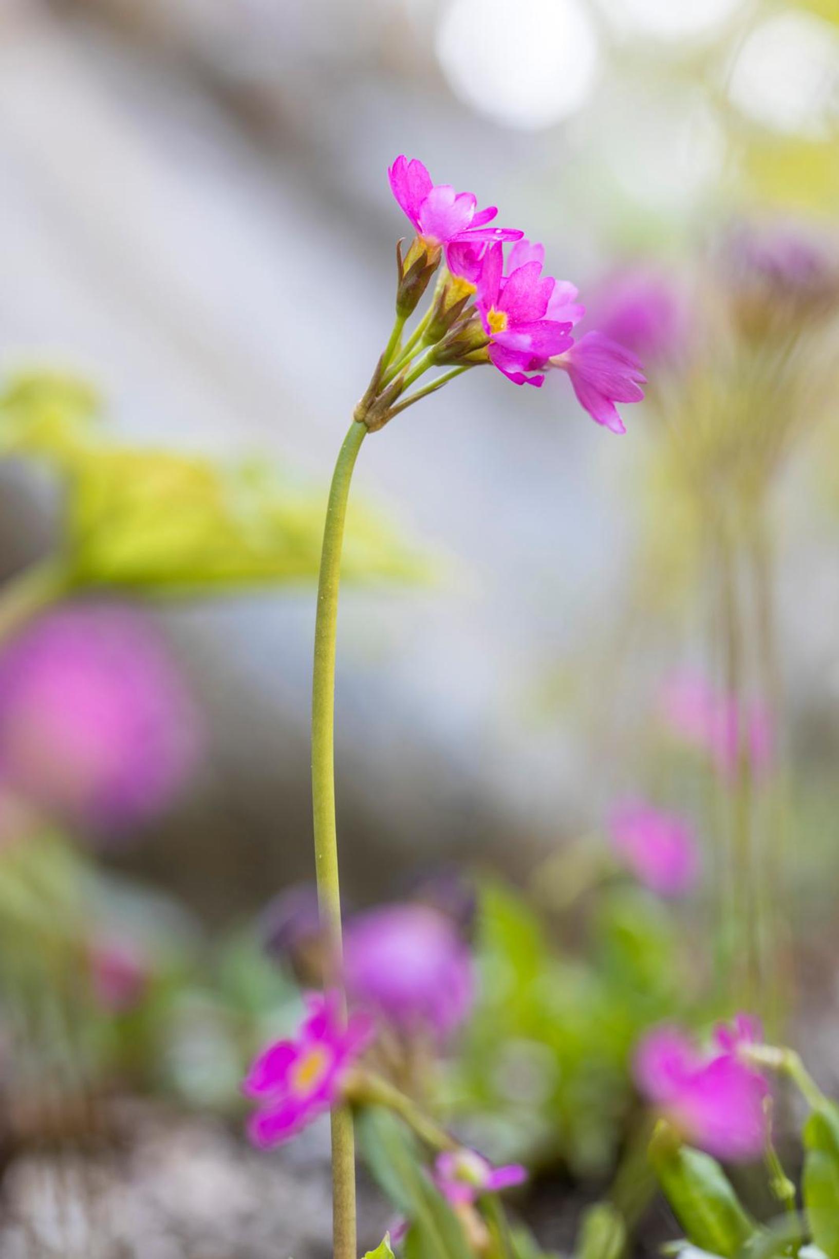 Esikko on mainettaan monipuolisempi: himalajanesikko 'Gigas' Primula rosea