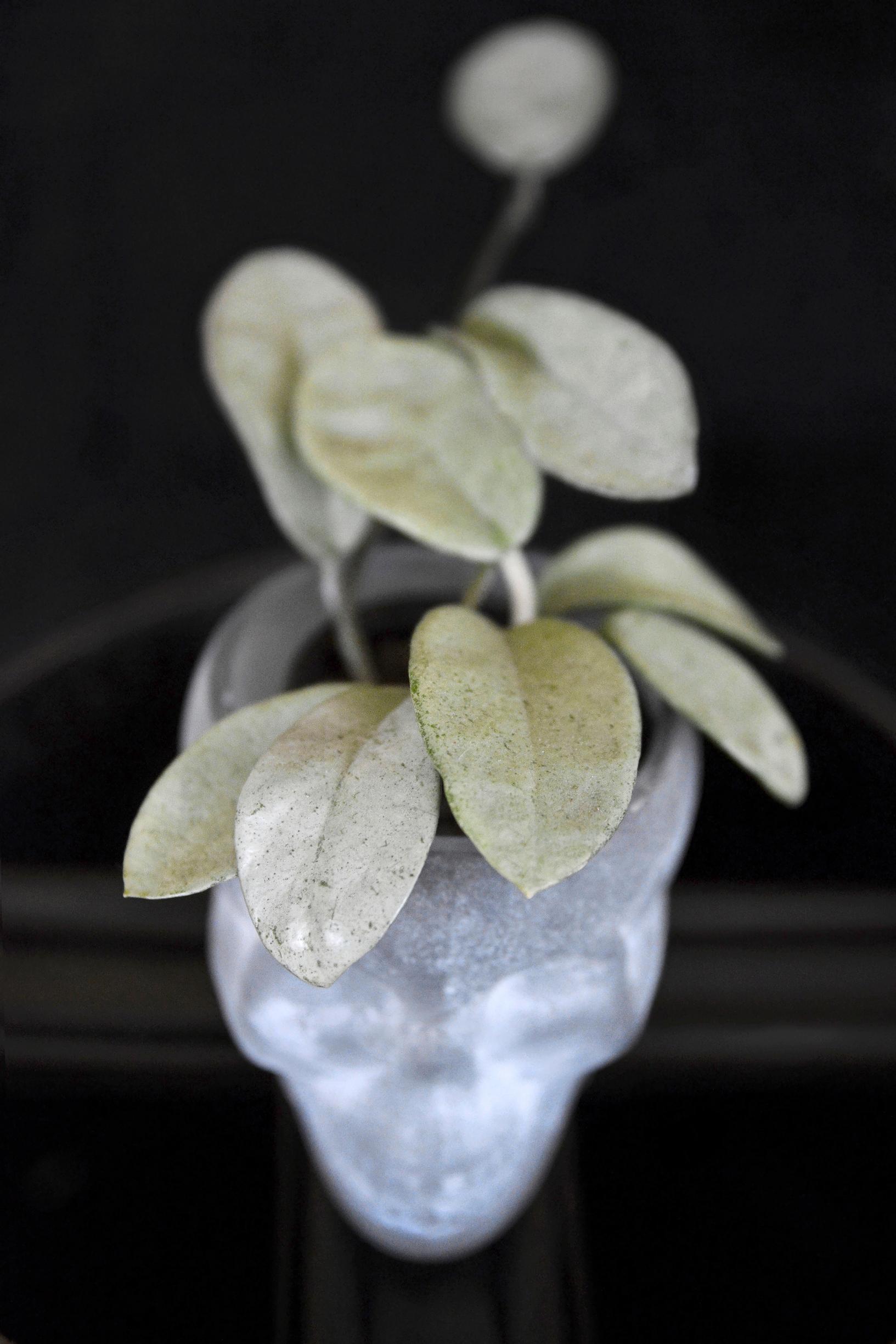 viherkasvi isoposliinikukka 'Grey Ghost'