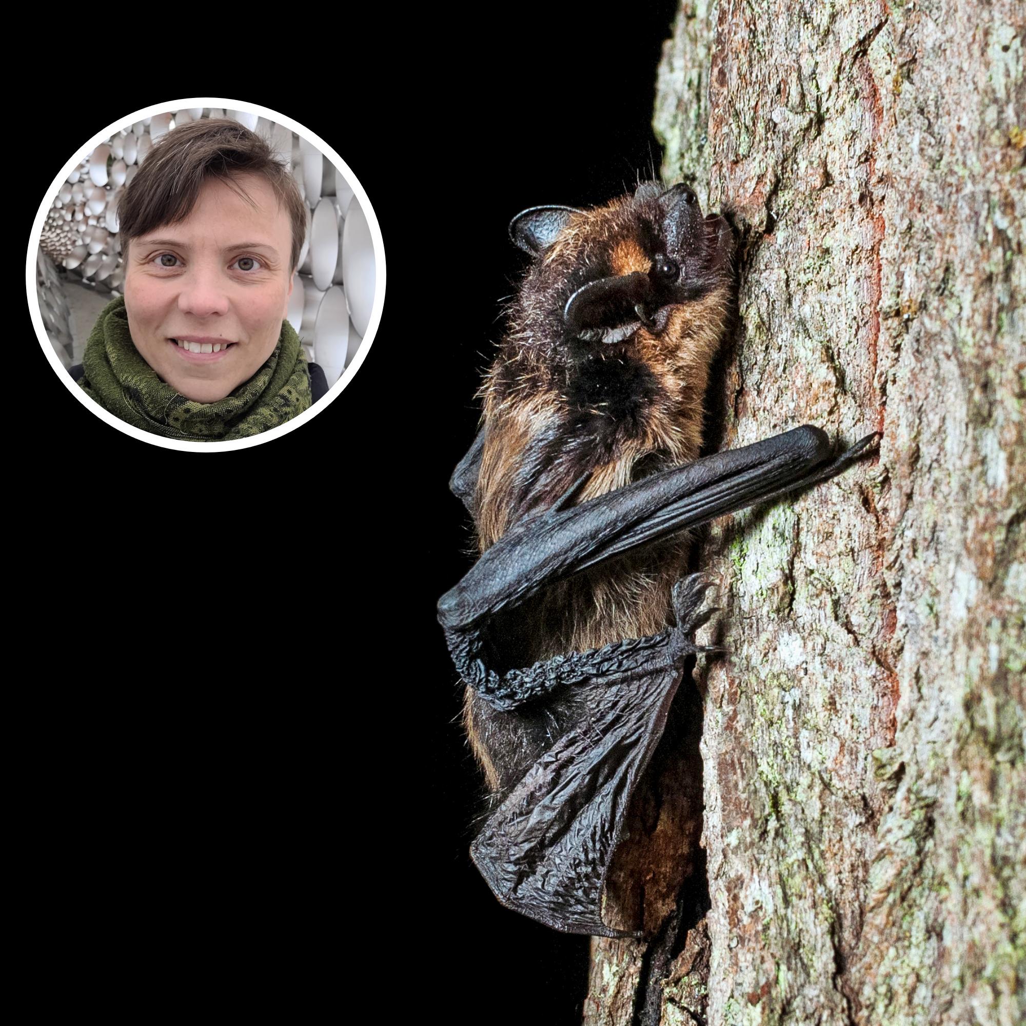 Lepakoista on puutarhassa hyötyä – asiantuntija kertoo, millaisissa pihoissa ne viihtyvät