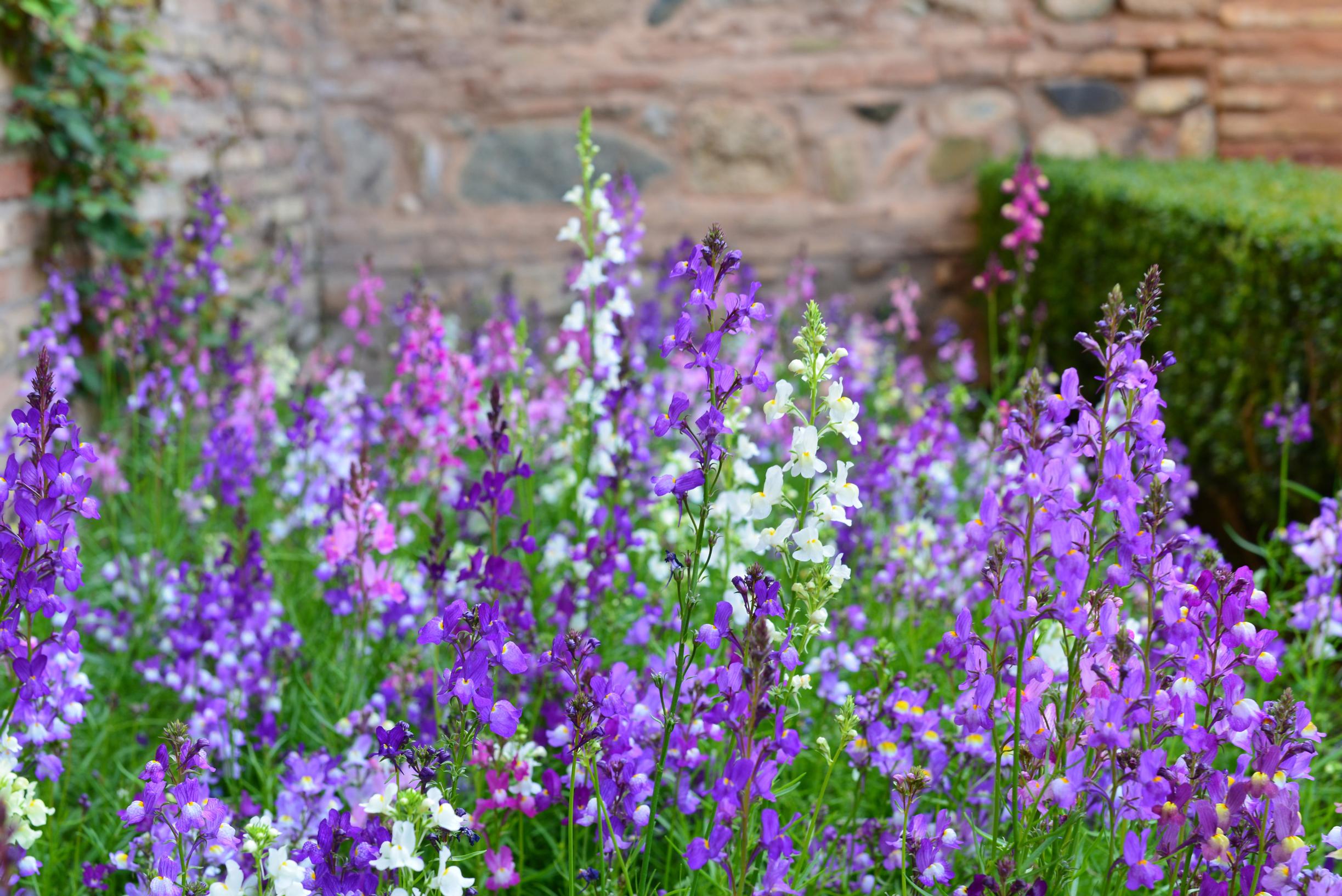 Karibianenkelinkukka, Angelonia angustifolia