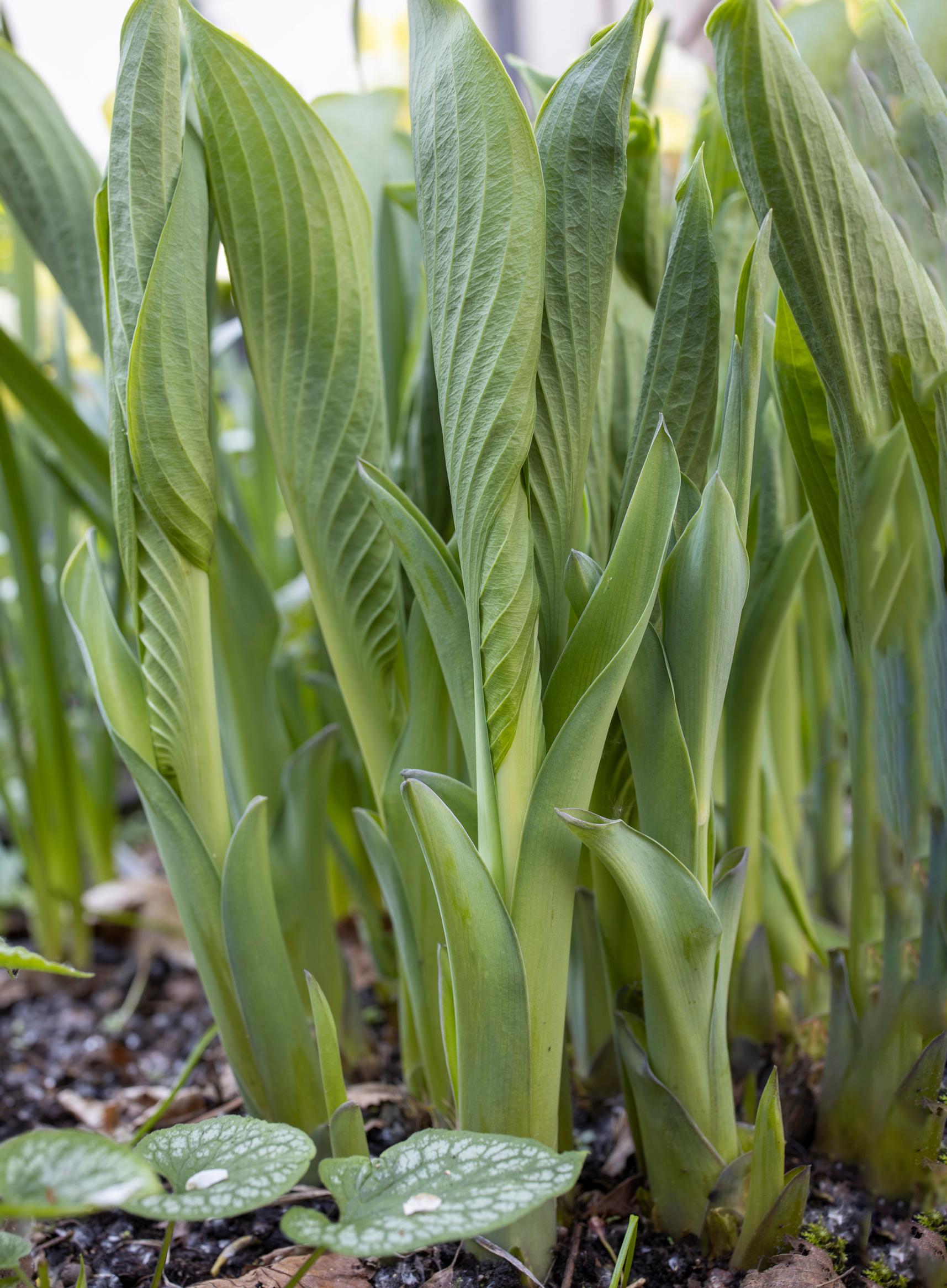 ’Empress Wu’ kuuluu kookkaimpiin kuunliljoihin.