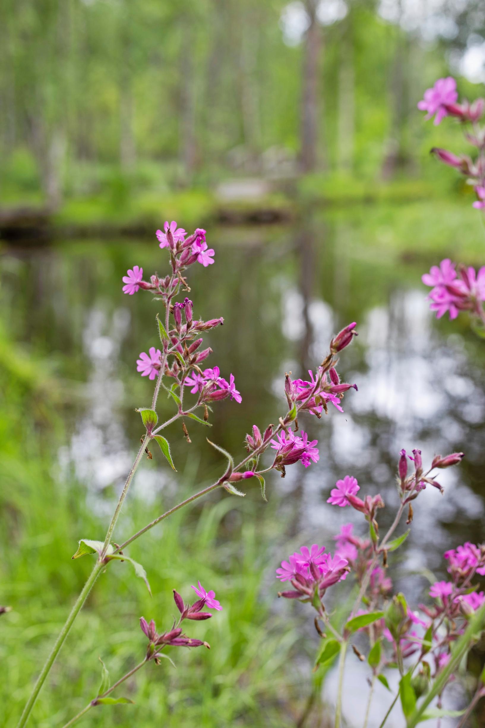 luonnonmukainen puutarha