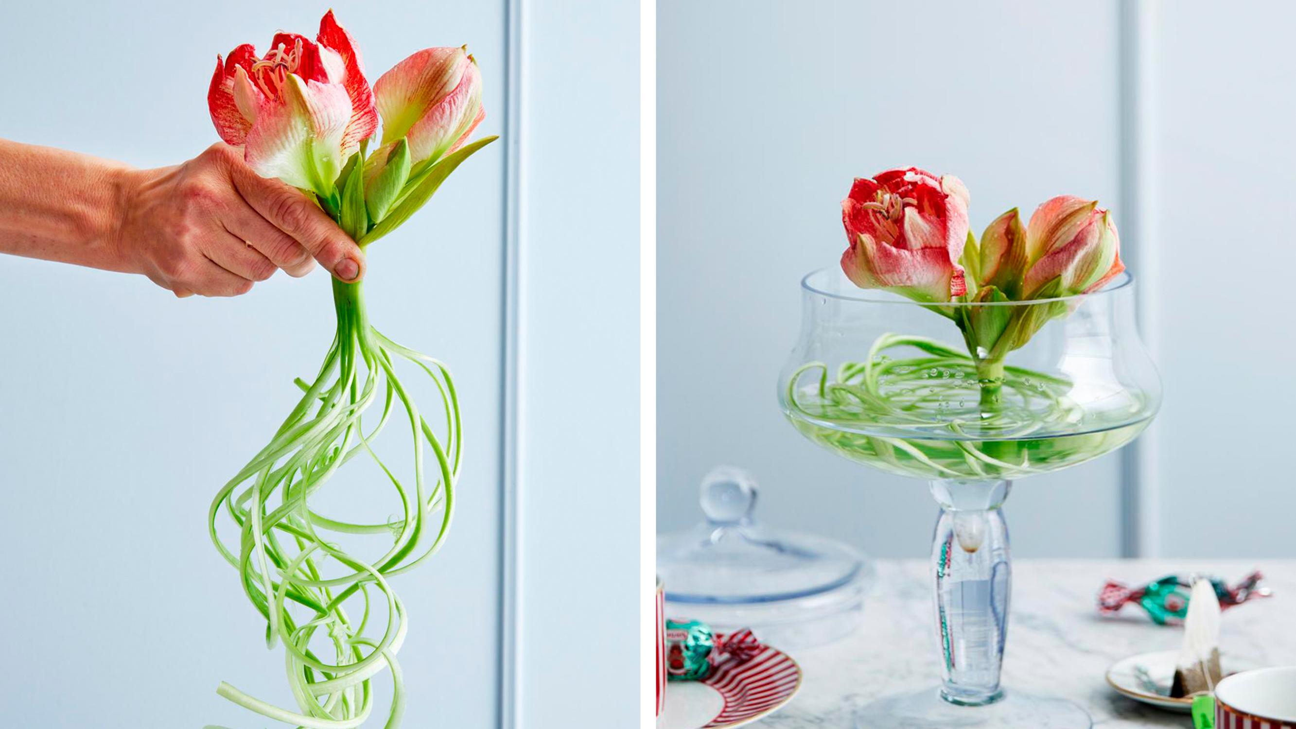 Kiharrettu amaryllis on joulun ihanin kukkavinkki! Näin teet ritarinkukan varresta hurmaavat kiehkurat