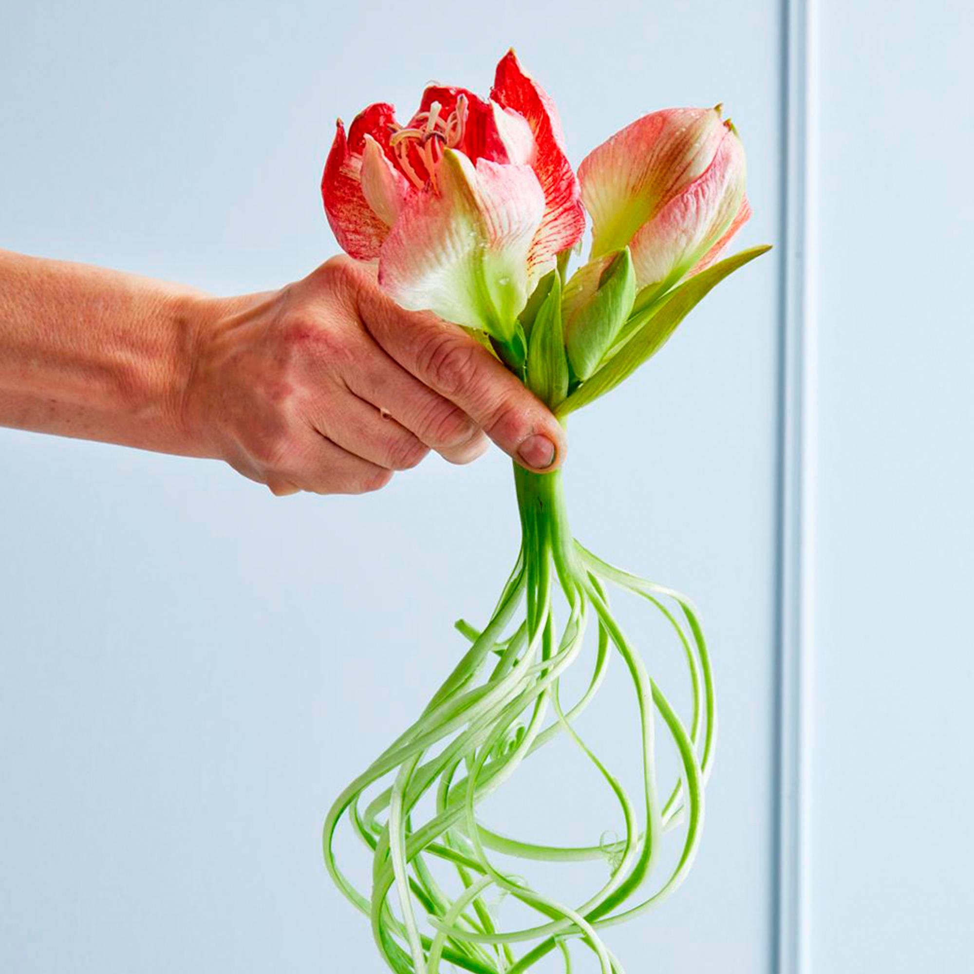 Kiharrettu amaryllis on joulun ihanin kukkavinkki! Näin teet ritarinkukan varresta hurmaavat kiehkurat