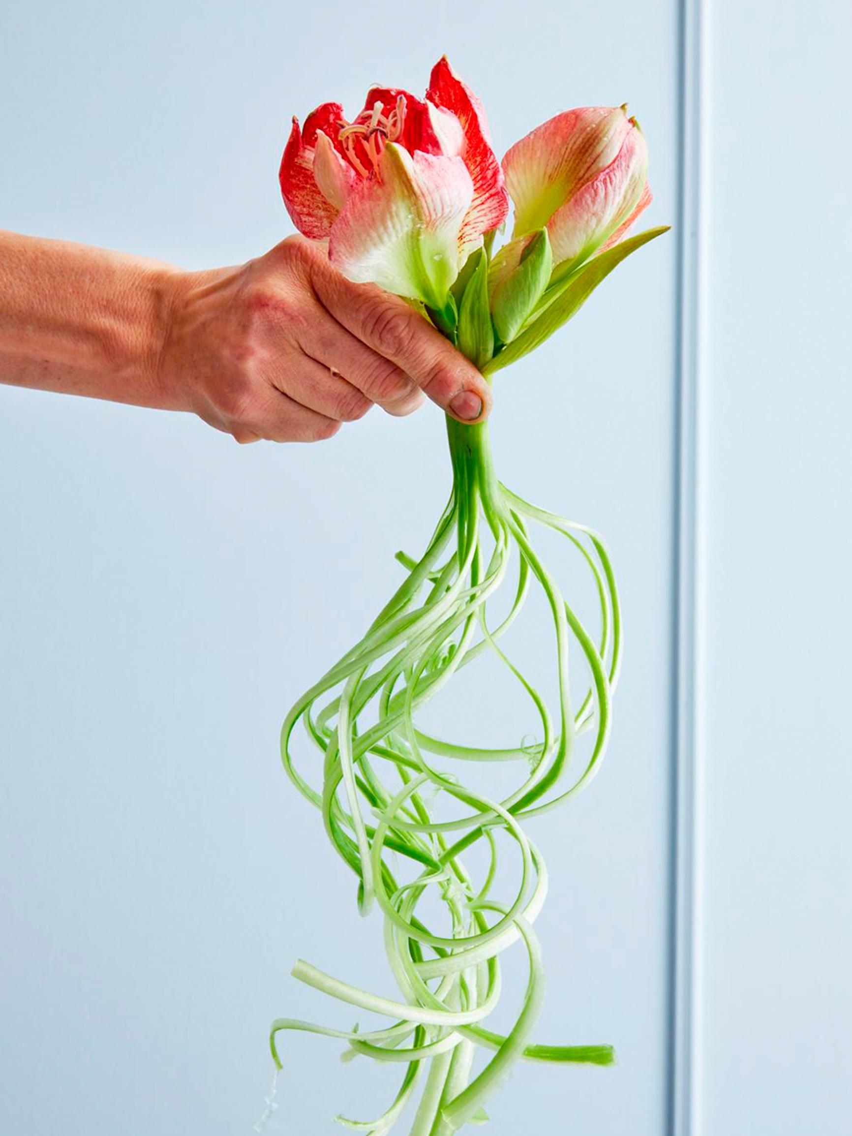 Kiharrettu amaryllis on joulun ihanin kukkavinkki! Näin teet ritarinkukan varresta hurmaavat kiehkurat