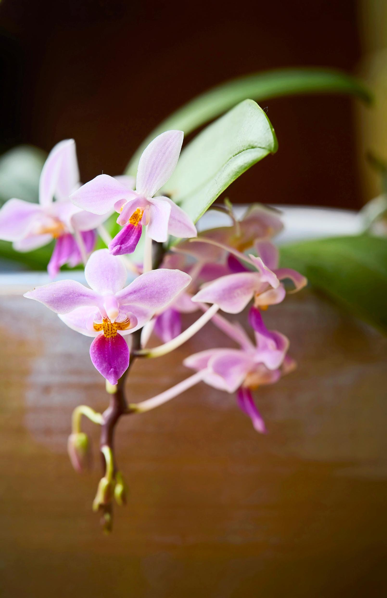 Siroperhoskämmekkä Phalaenopsis equestris