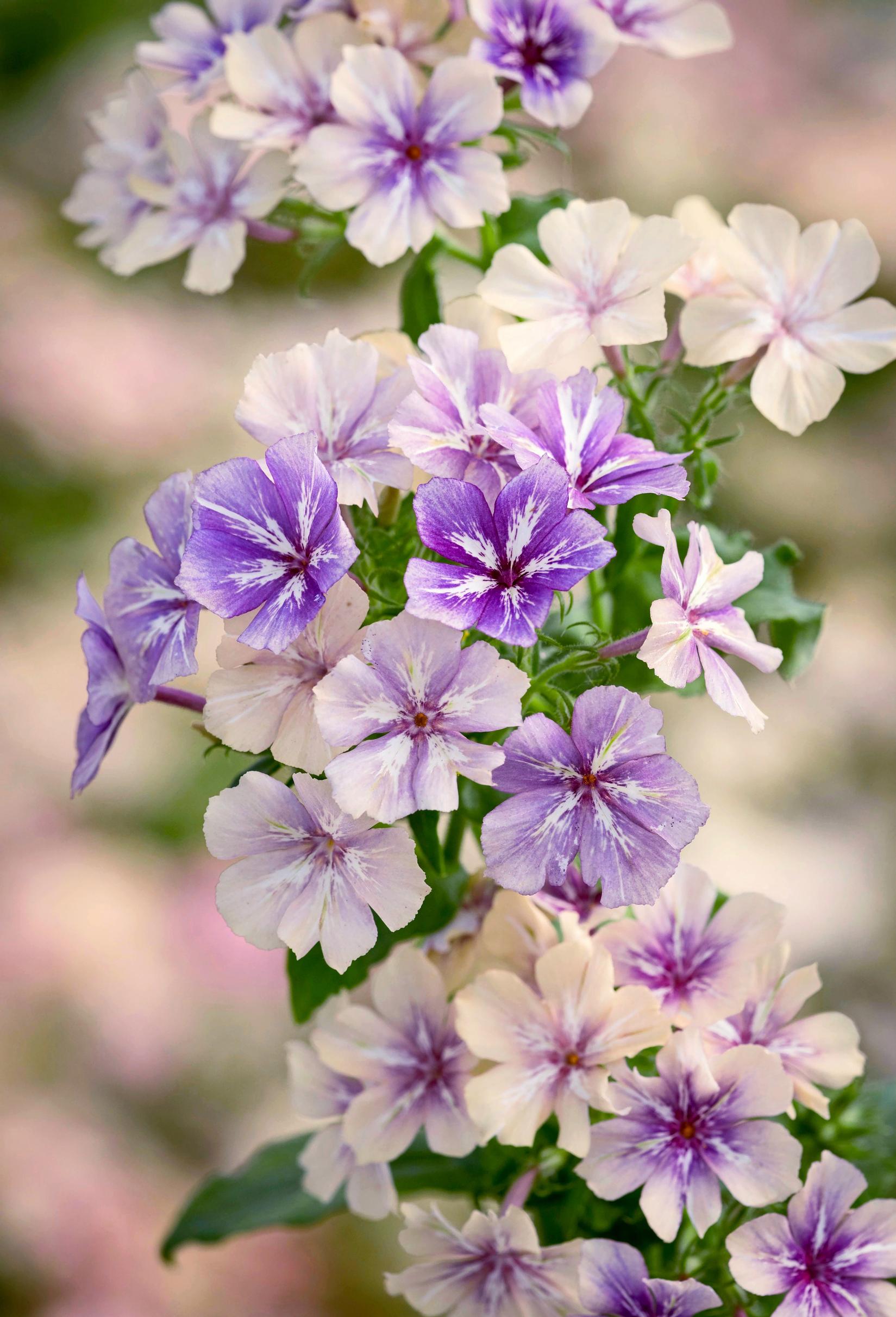 Kesäleimu ’Creme brulee’ Phlox drummondii