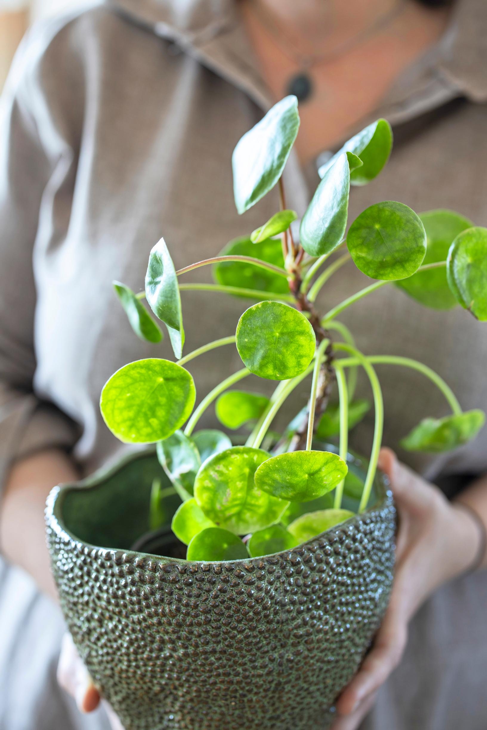 Helpot huonekasvit: kilpipiilea