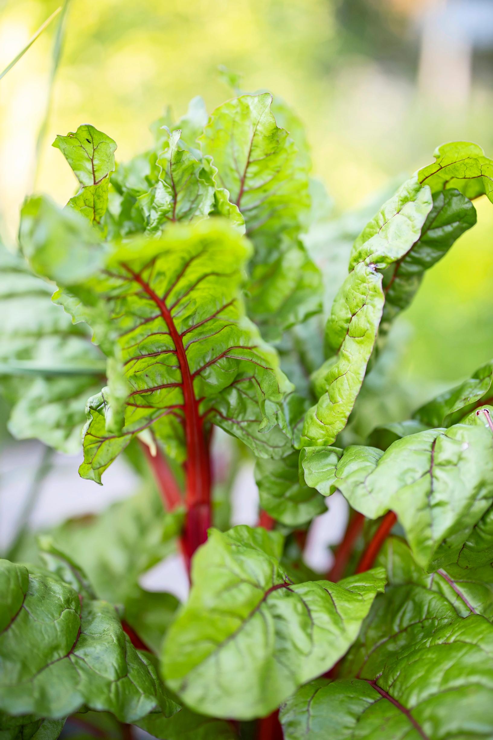 'Rhubarb Chard' -mangoldista voi kerätä uloimpia lehtiä pitkin kesää.