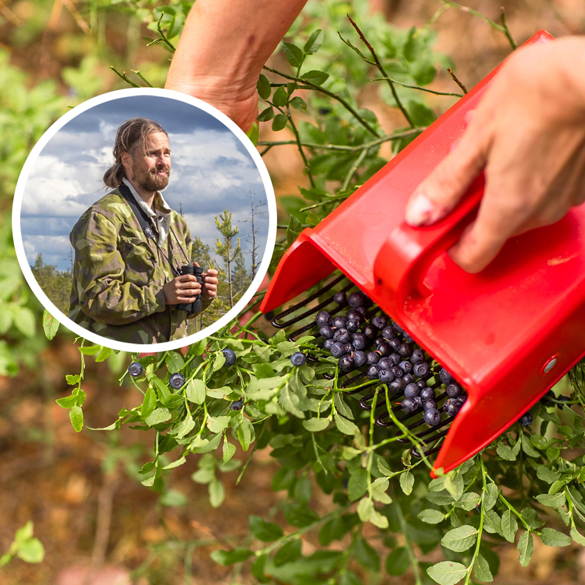 Mustikka-apajat kartalla! Biologi Jaakko Junikan oivalluksesta syntyi sovellus, joka paljastaa parhaat mustikkapaikat