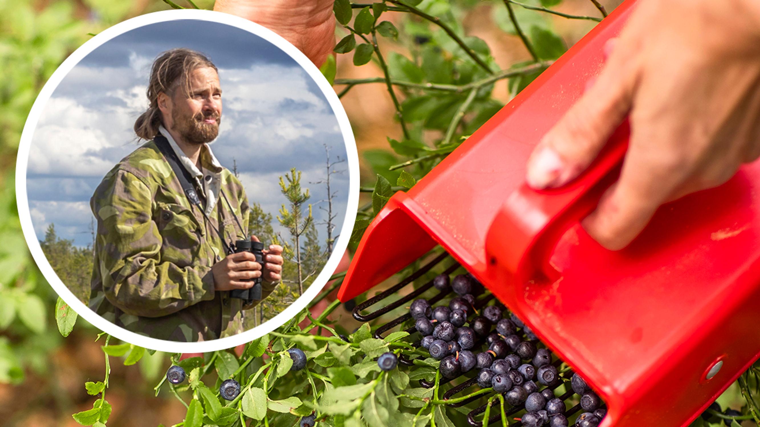 Mustikka-apajat kartalla! Biologi Jaakko Junikan oivalluksesta syntyi sovellus, joka paljastaa parhaat mustikkapaikat