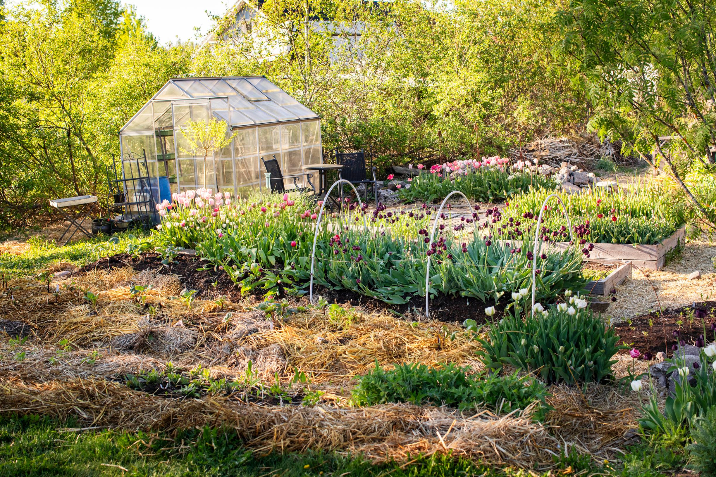 Leikkotulppaanien kasvatus: tulppaaniviljelykset