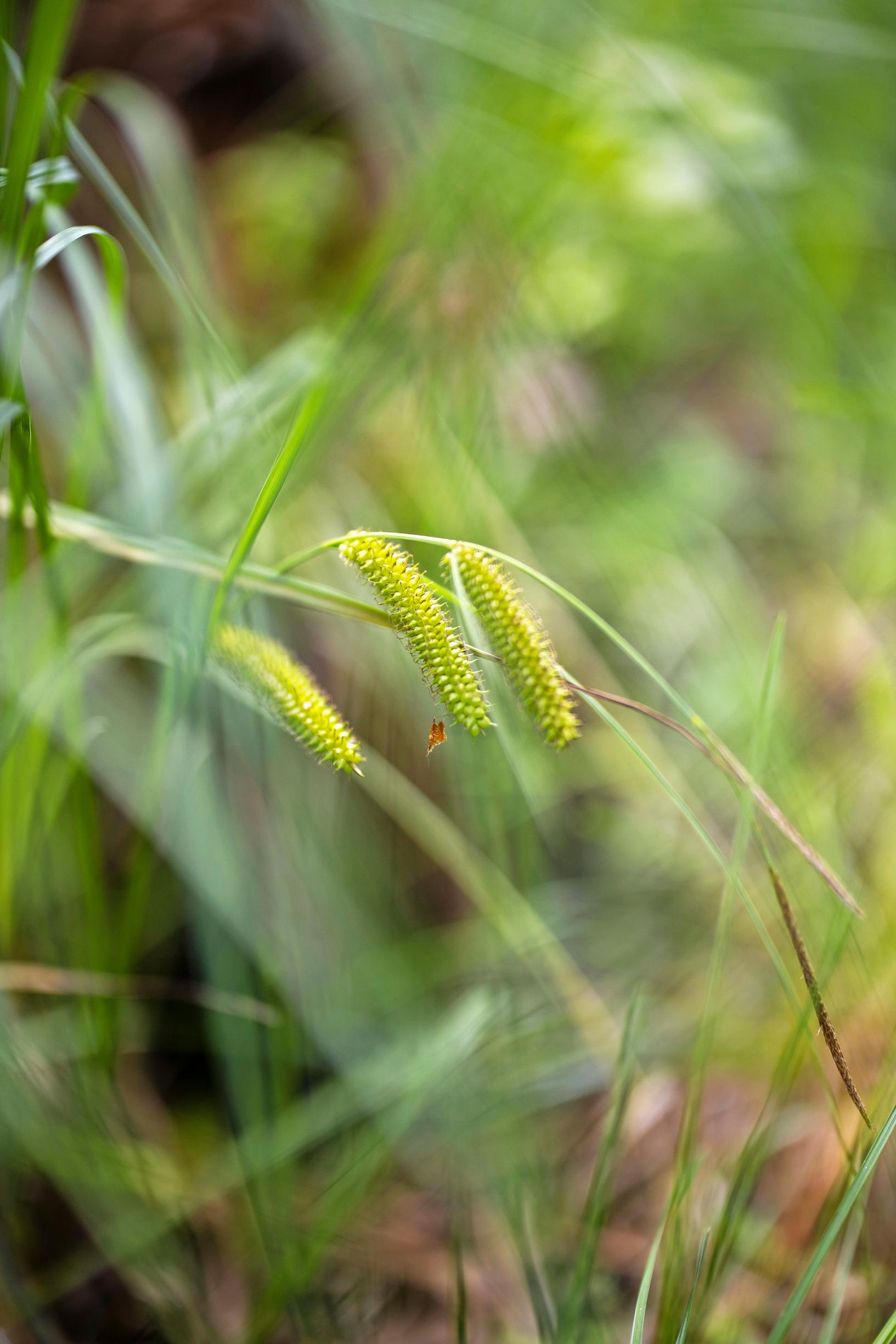 luonnonmukainen puutarha