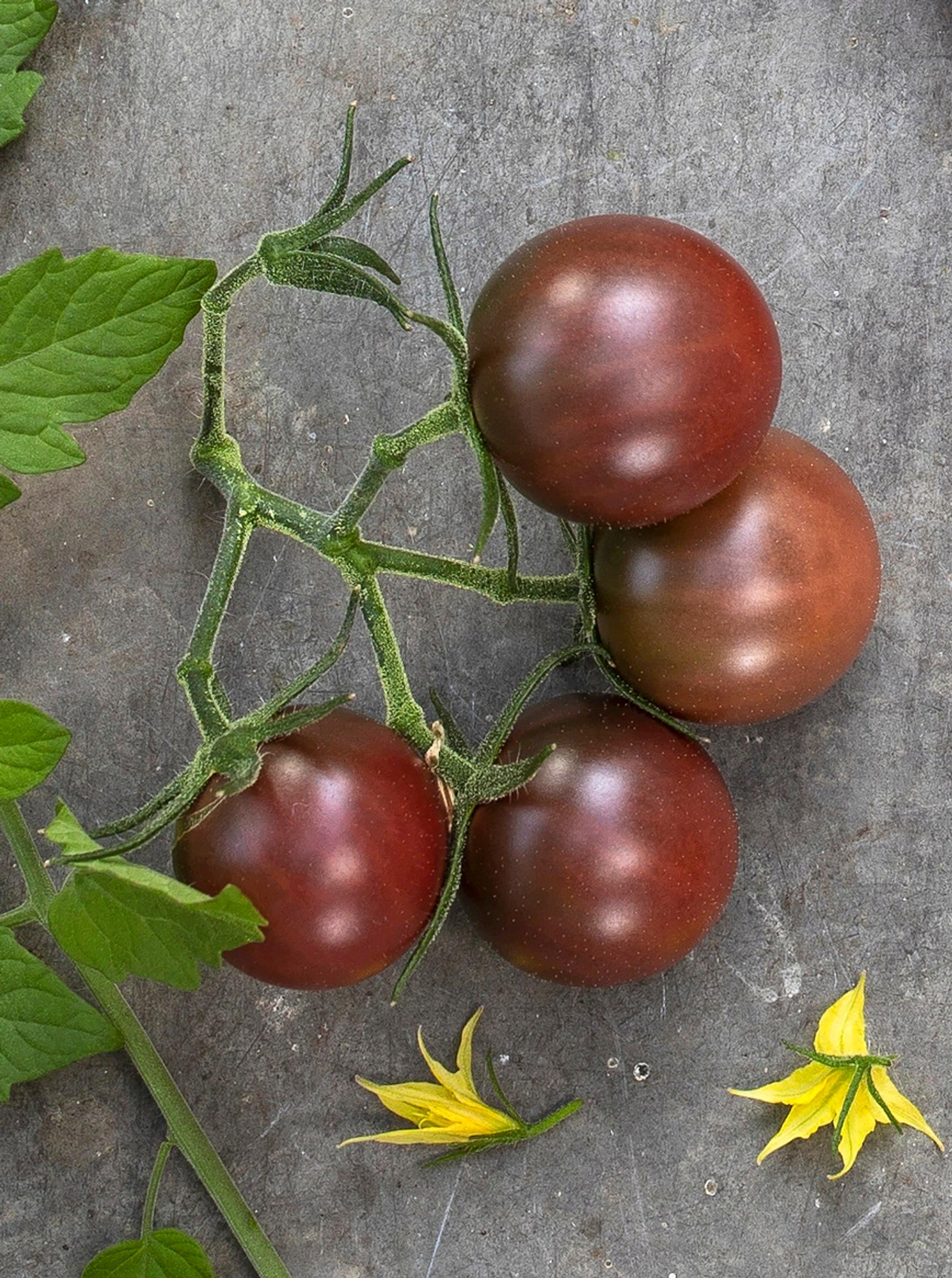 ’Black Cherry’ -kirsikkatomaatti