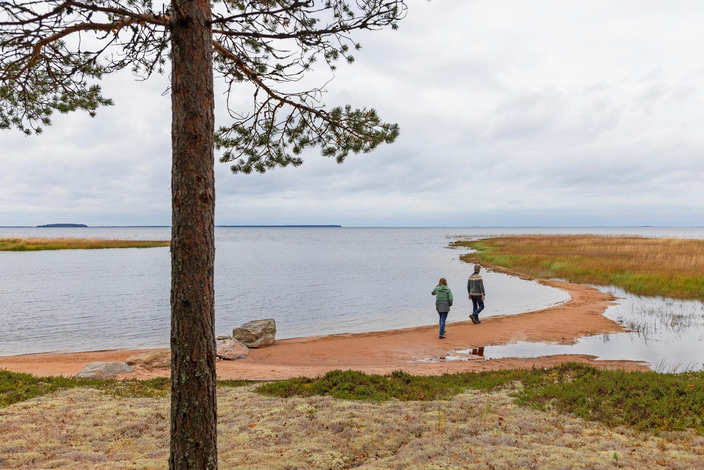 pariskunta hiekkarannalla, järvinäkymä ja iso mänty