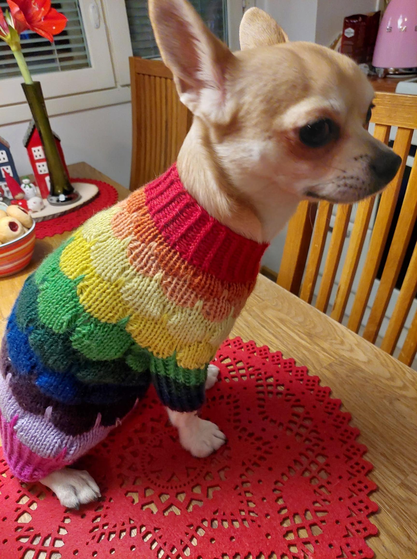 Chihuahua värikkäässä neuleessä keittiön pöydällä.